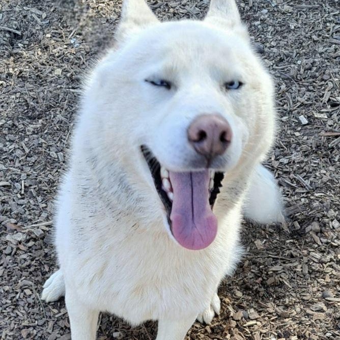 Enlarge Chad, a ADOPTABLE mixed breed in Cedarburg, WI image 4/6