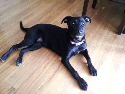 Enlarge Millie, a Adoptable mixed breed in Fishers, IN image 1/3