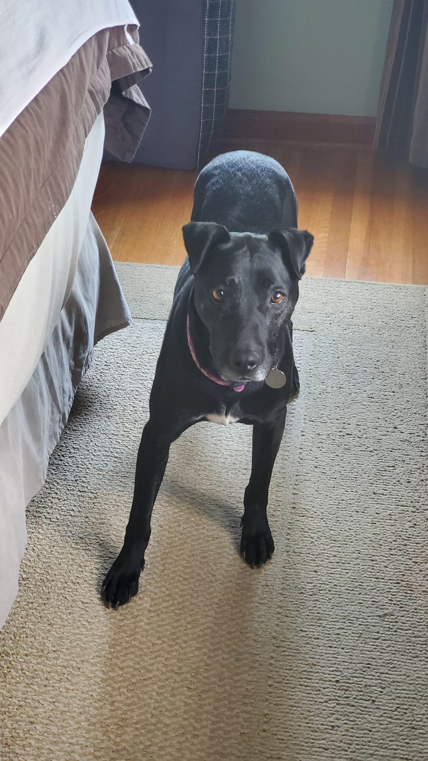 Enlarge Millie, a Adoptable mixed breed in Fishers, IN image 2/3