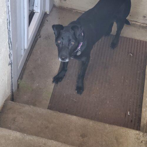 Enlarge Millie, a Adoptable mixed breed in Fishers, IN image 3/3