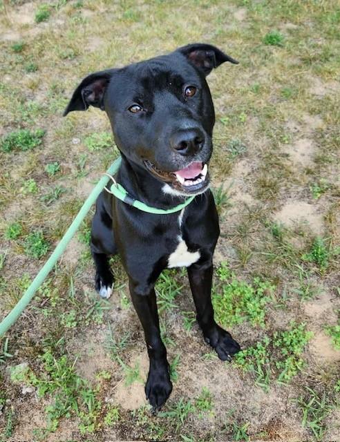 Shamu, Adoptable, Adult Male Pit Bull Terrier & Labrador Retriever.
