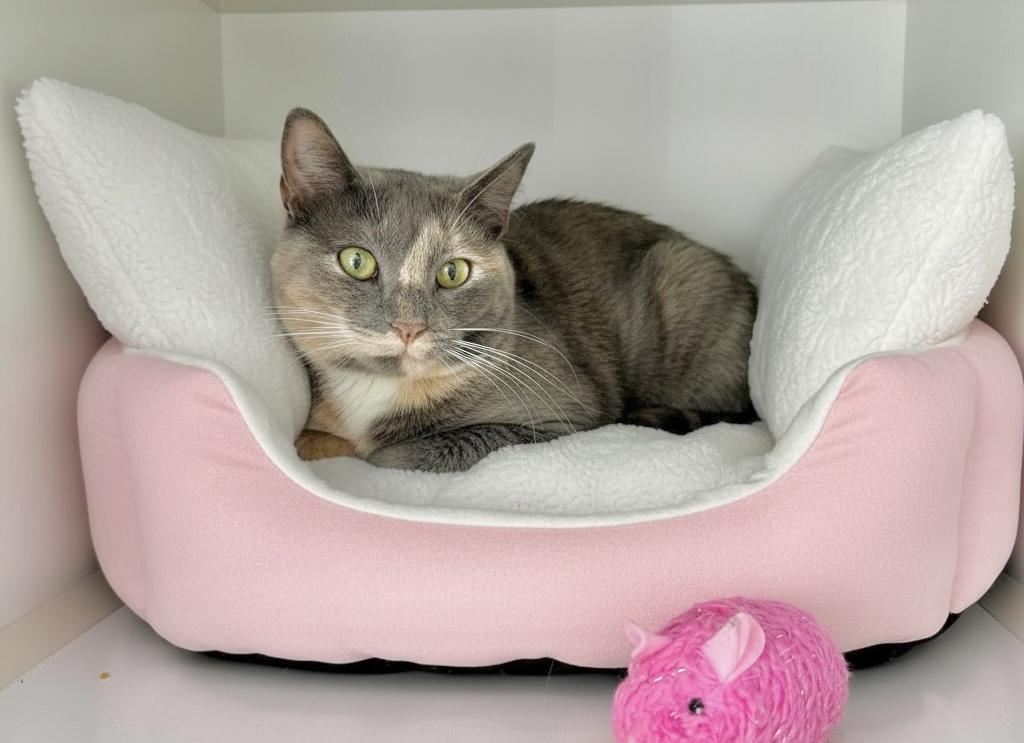 Enlarge Tatiana, a ADOPTABLE Dilute Calico in Tavares, FL image 2/2