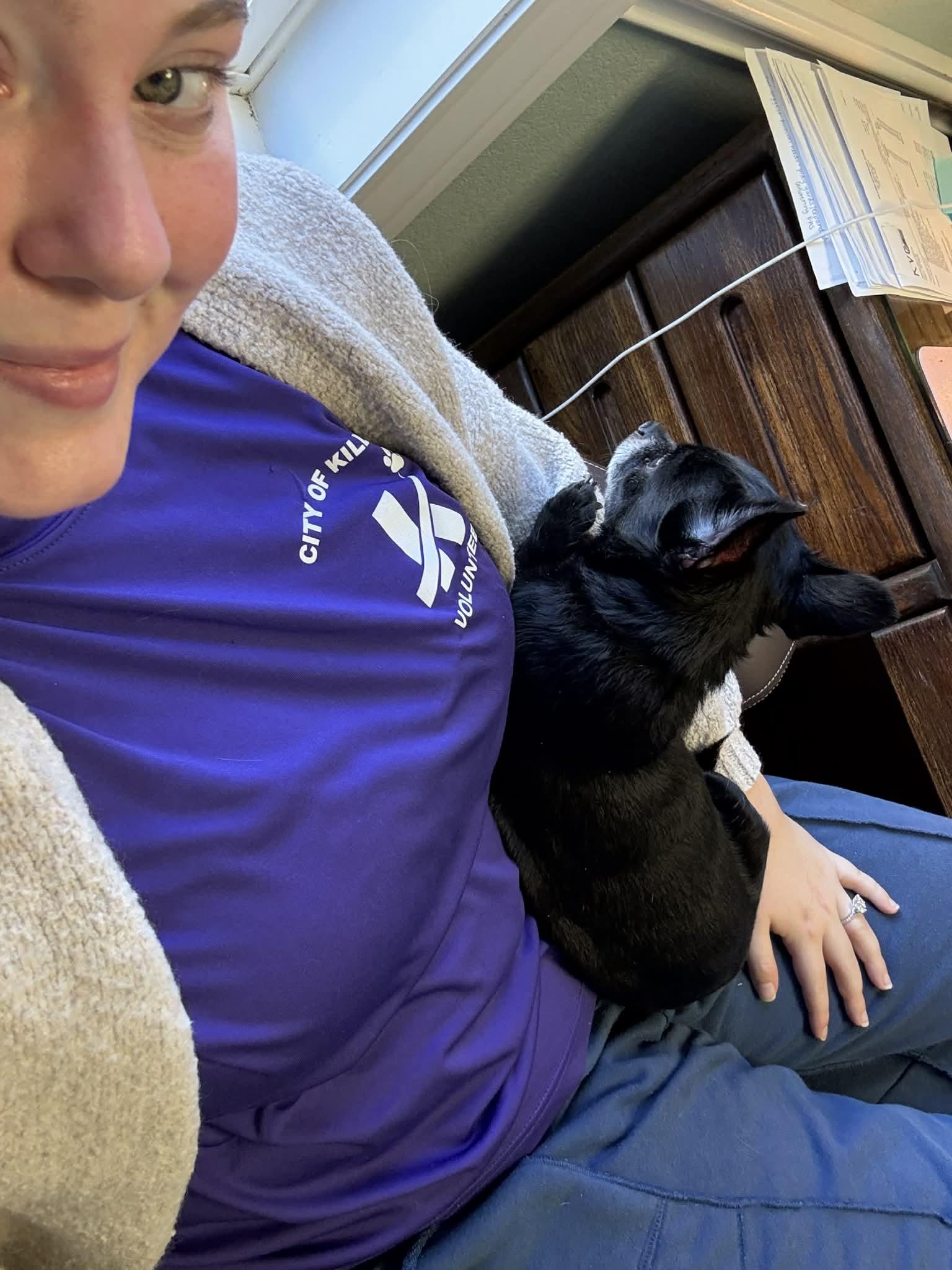 Enlarge Champ , an adopted Chihuahua in Austin, TX image 4/6