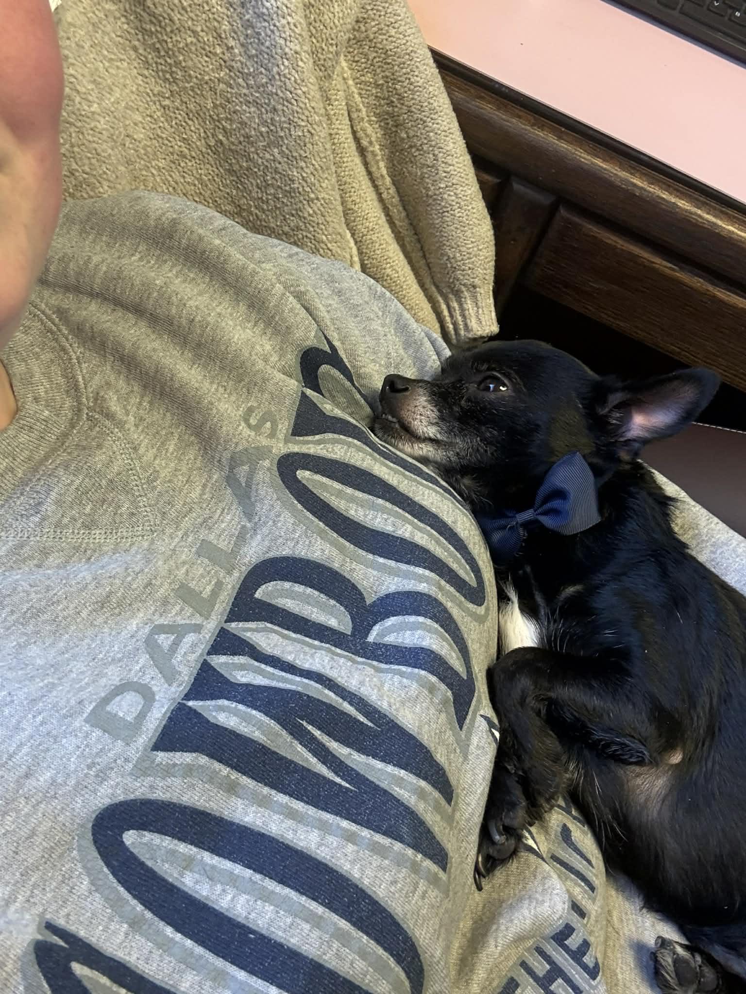 Enlarge Champ , an adopted Chihuahua in Austin, TX image 6/6