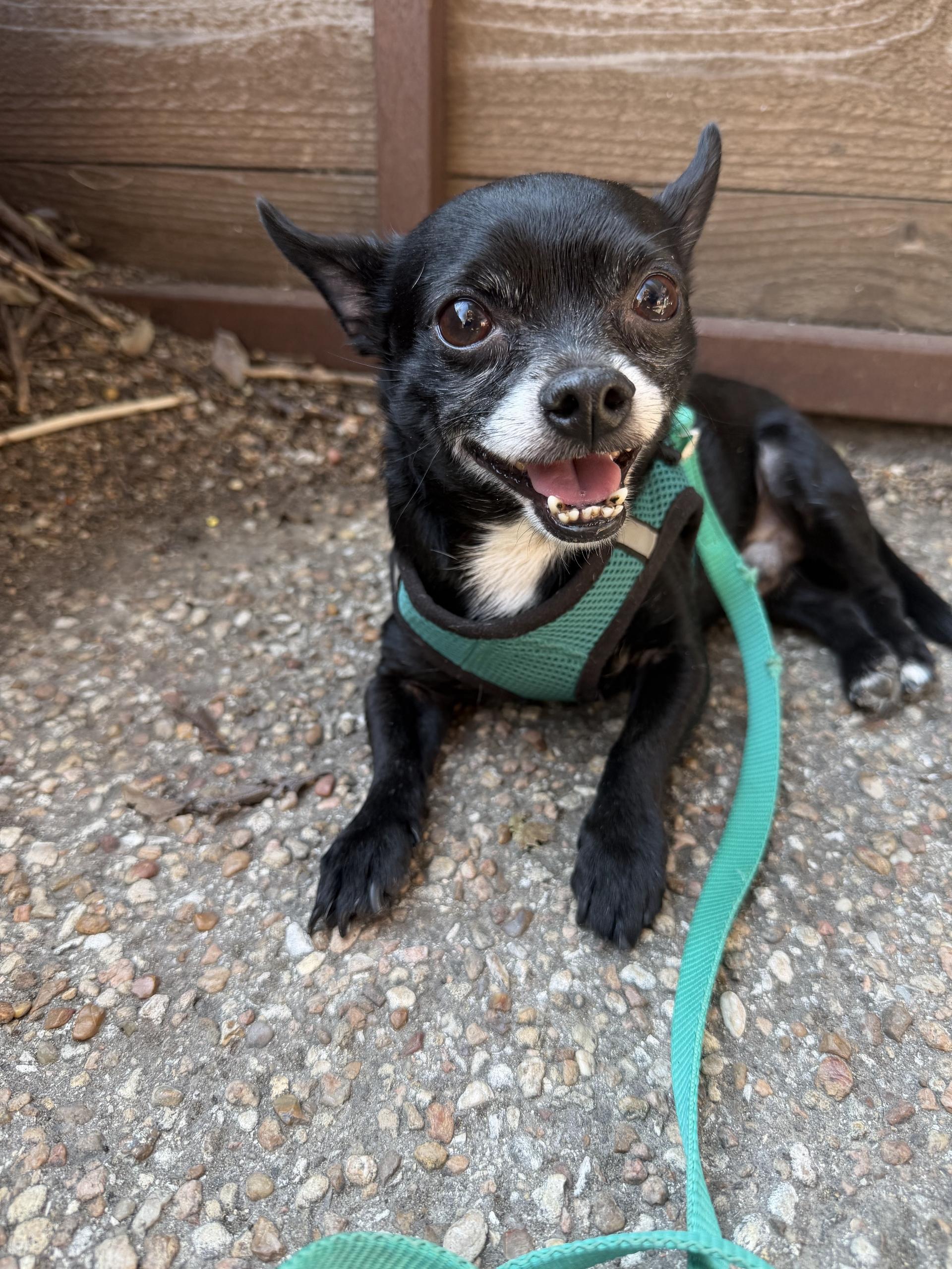 Enlarge Champ , an adopted Chihuahua in Austin, TX image 1/6