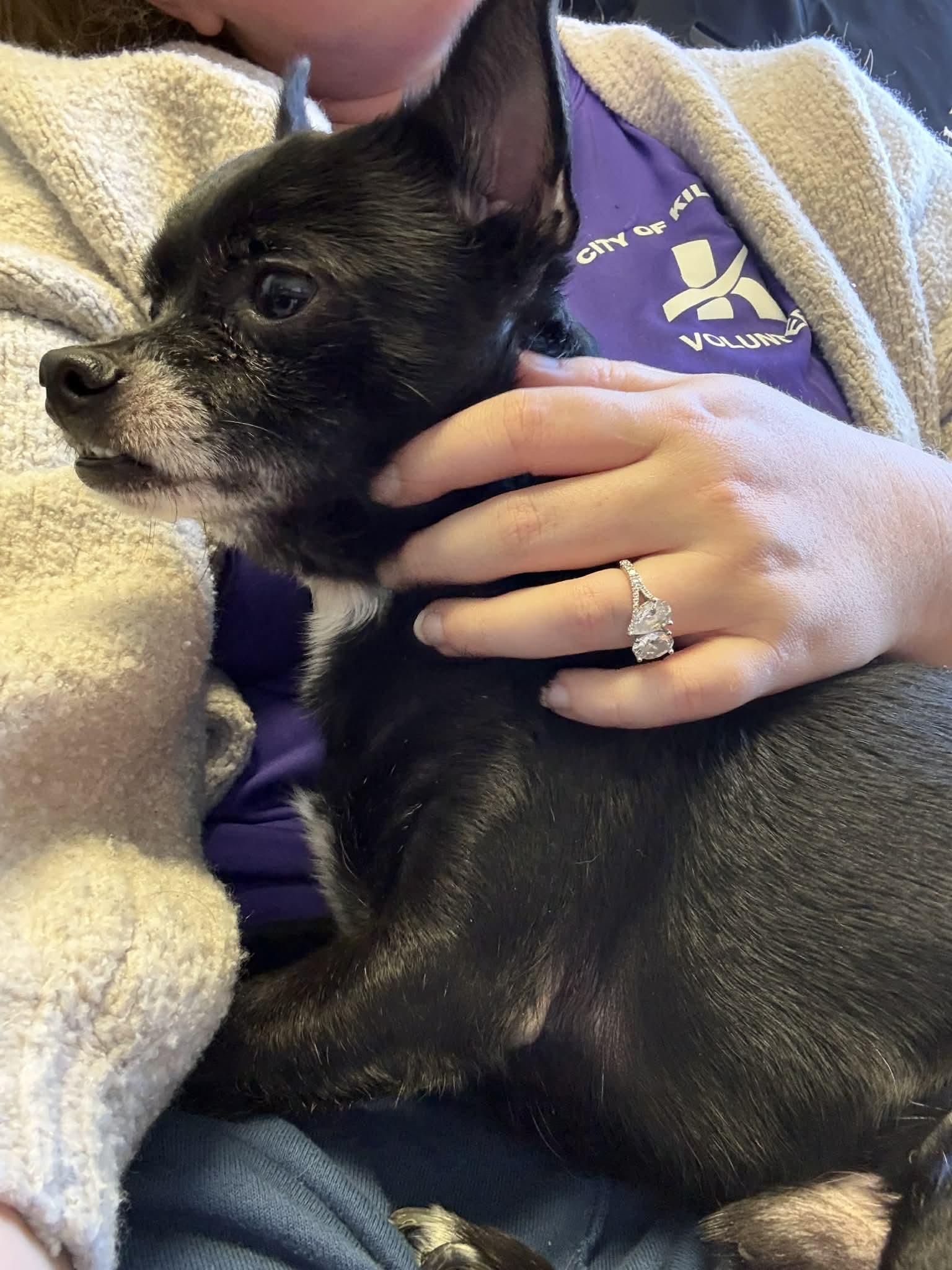 Enlarge Champ , an adopted Chihuahua in Austin, TX image 5/6