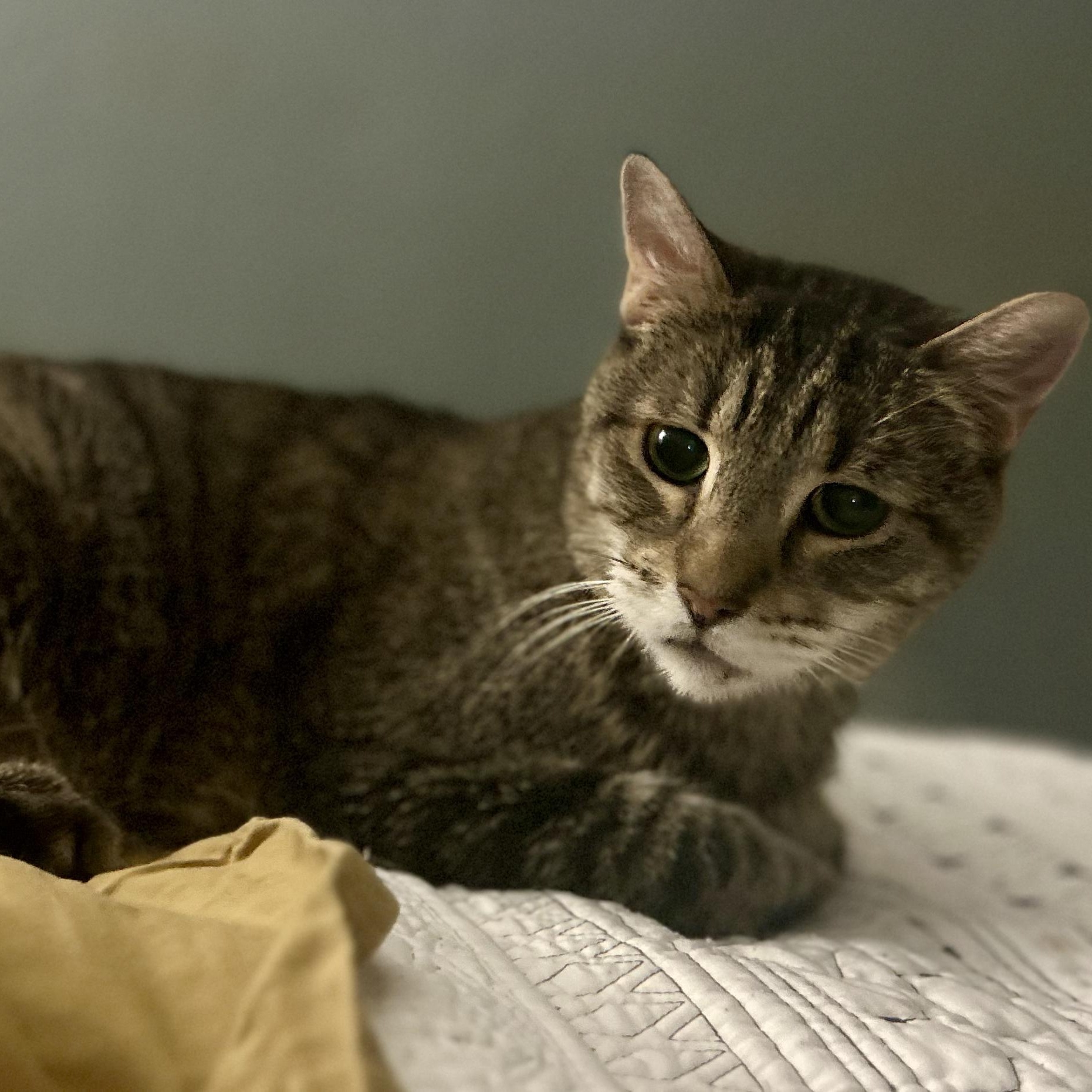 Caspian- Special Needs, an adoptable Domestic Short Hair in Grass Valley, CA, 95945 | Photo Image 1