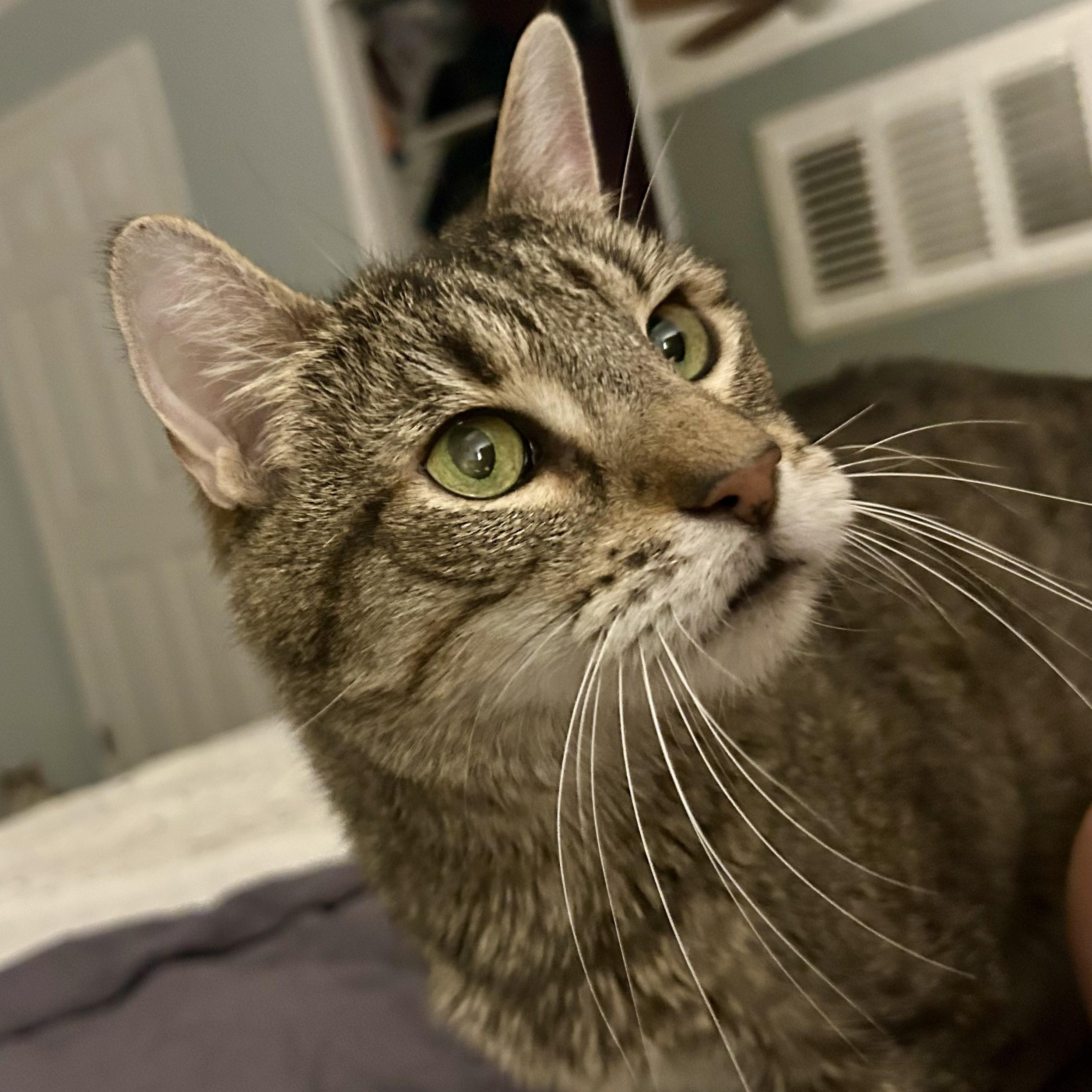 Caspian- Special Needs, an adoptable Domestic Short Hair in Grass Valley, CA, 95945 | Photo Image 3