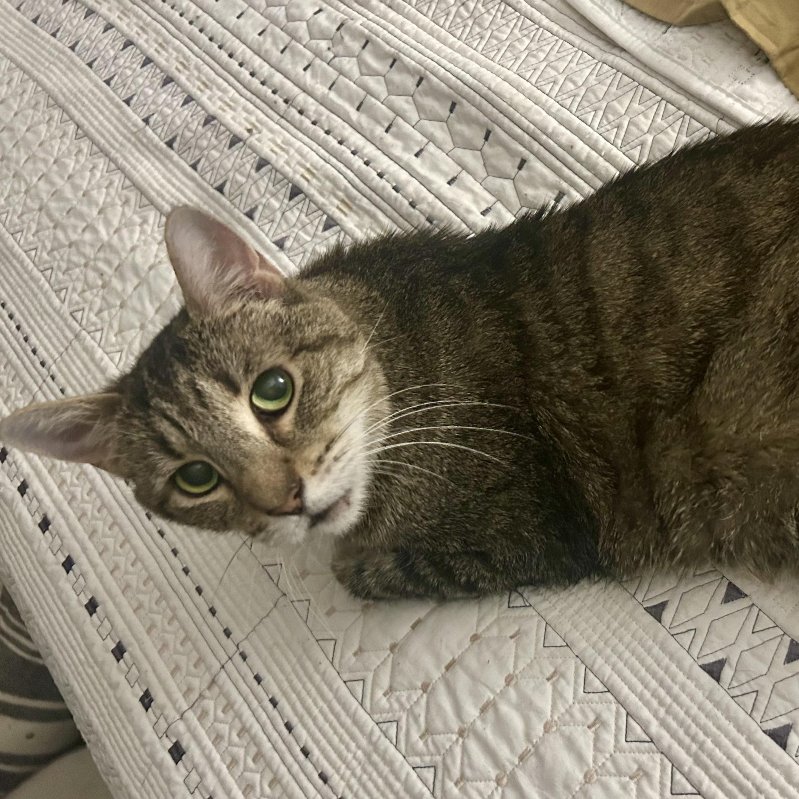 Caspian- Special Needs, an adoptable Domestic Short Hair in Grass Valley, CA, 95945 | Photo Image 5