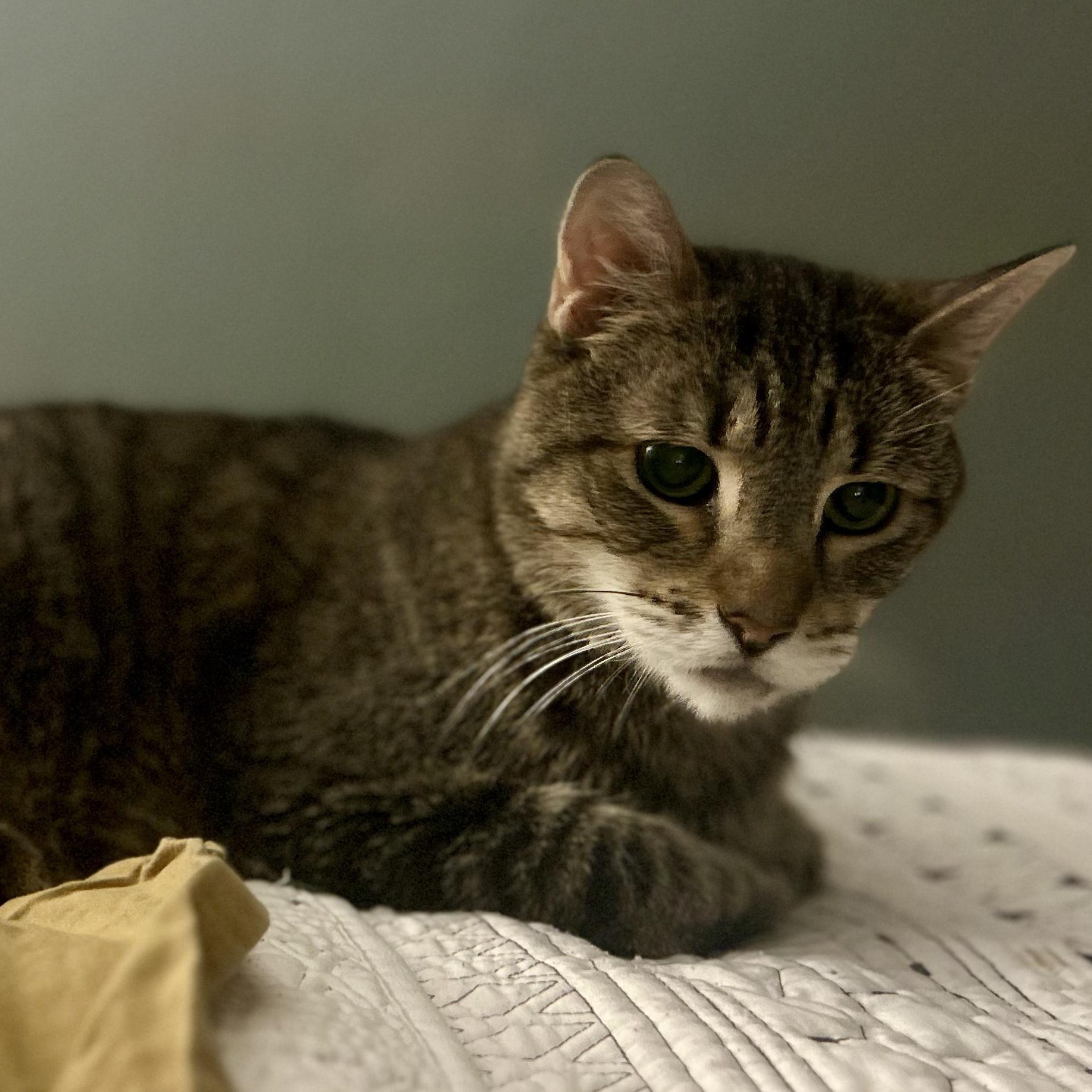 Caspian- Special Needs, an adoptable Domestic Short Hair in Grass Valley, CA, 95945 | Photo Image 4