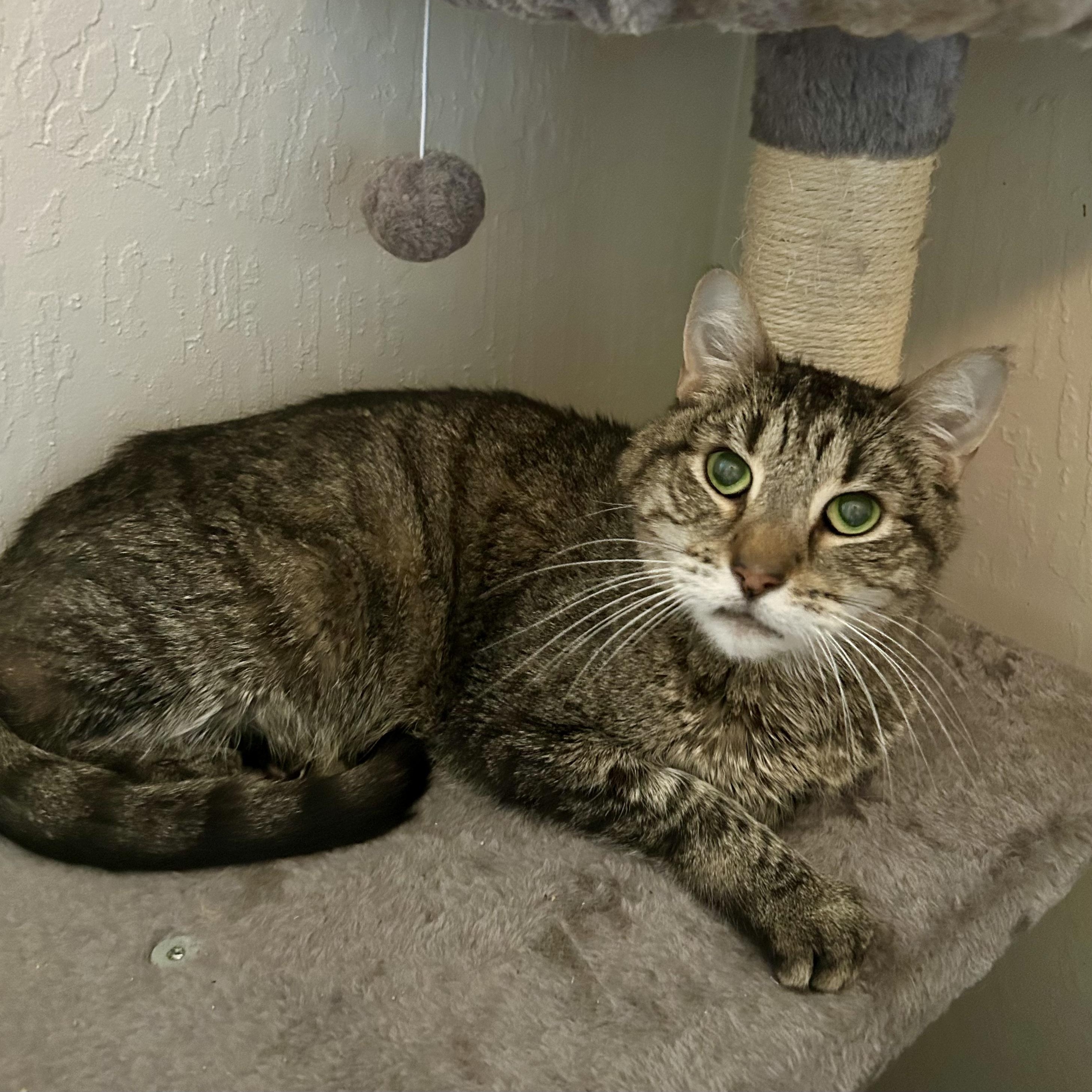 Caspian- Special Needs, an adoptable Domestic Short Hair in Grass Valley, CA, 95945 | Photo Image 2