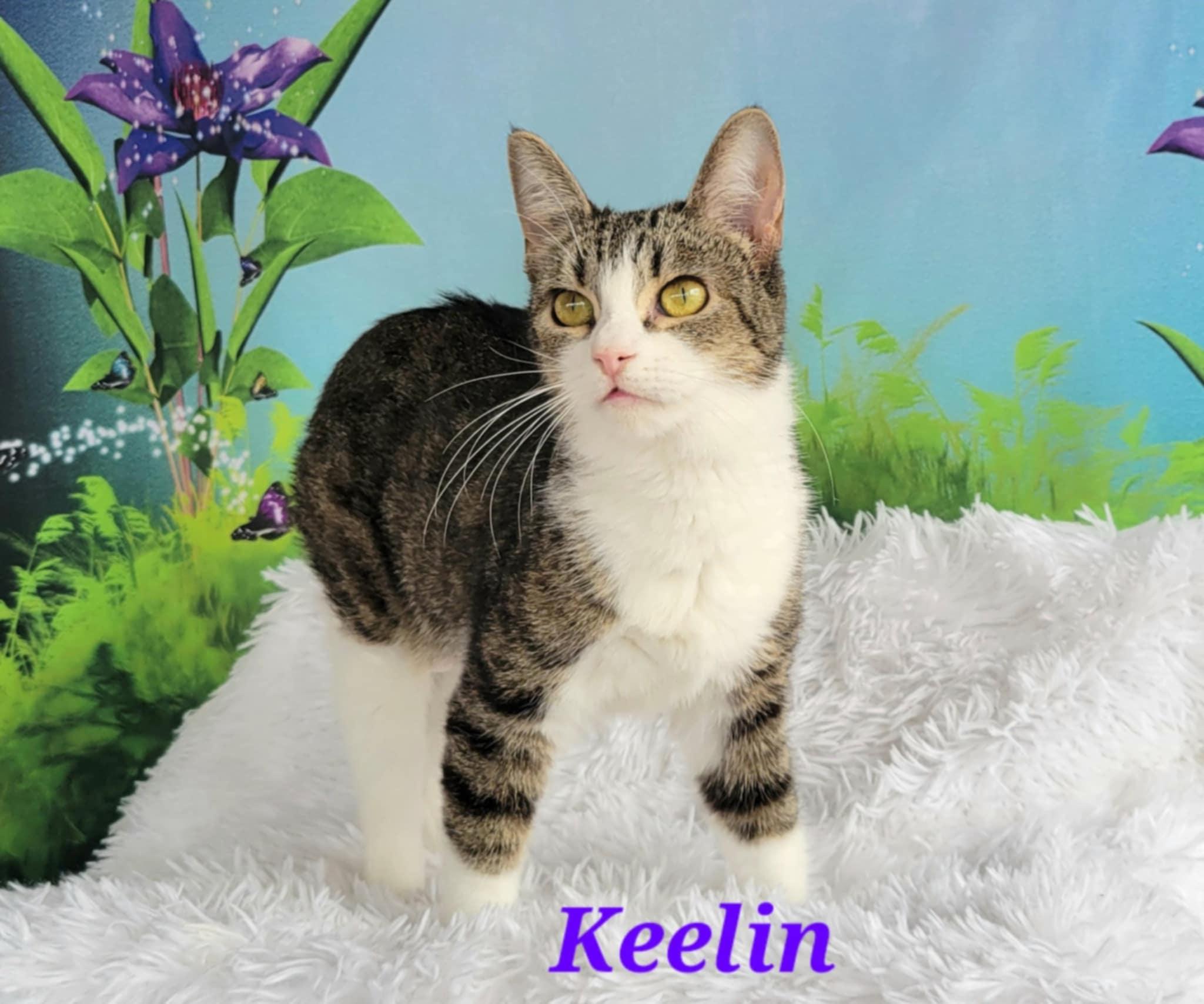Keelin, Young Female Tabby