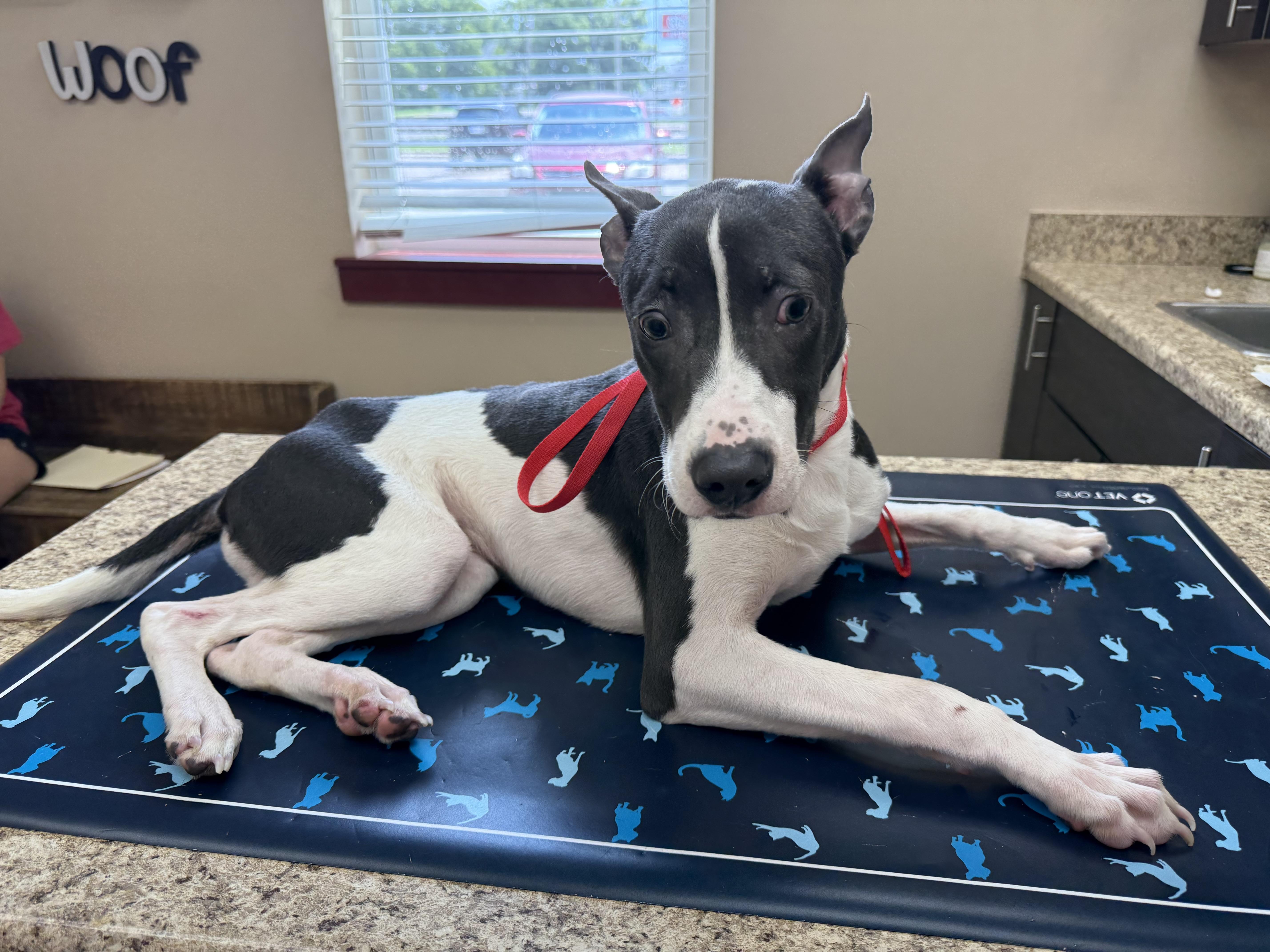 Luke, ADOPTABLE, Young Male Pit Bull Terrier.