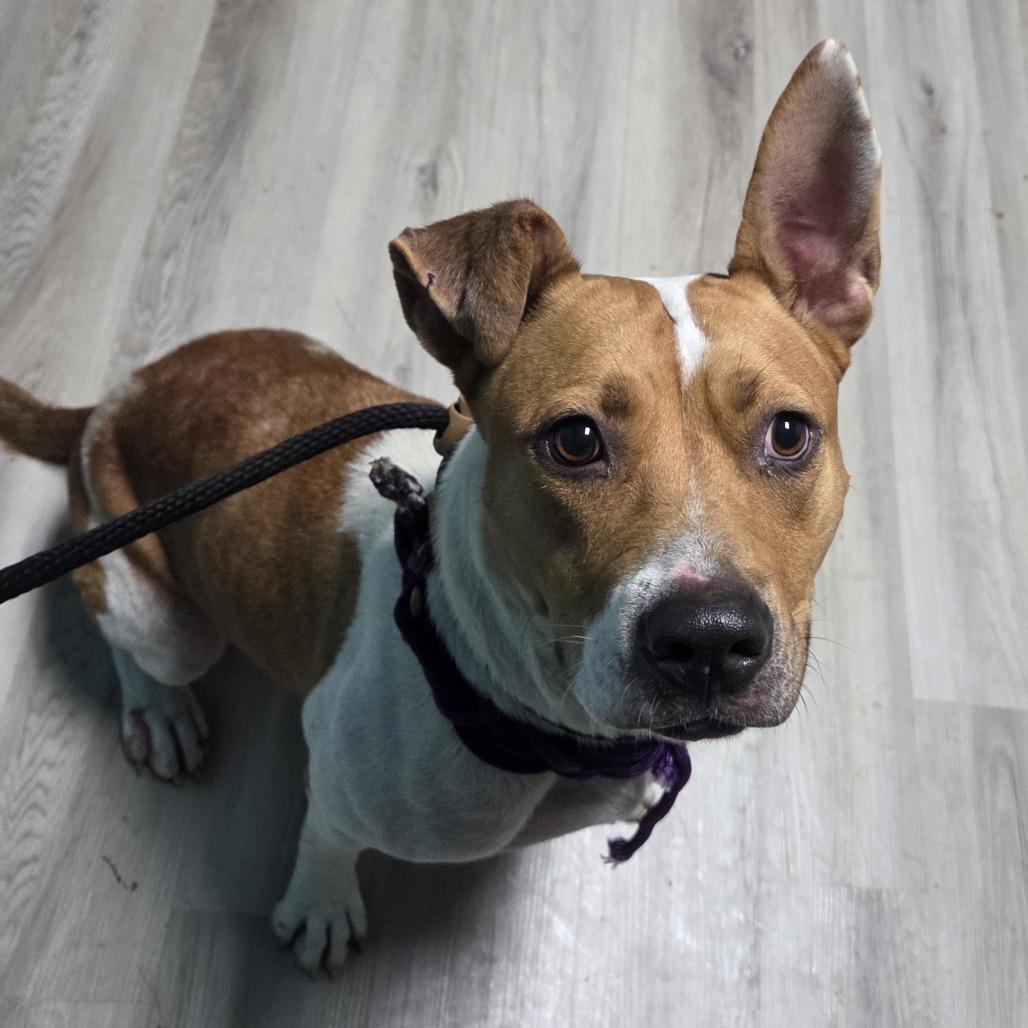 Dot Warner, Adoptable, Adult Female Coonhound & Mixed Breed.