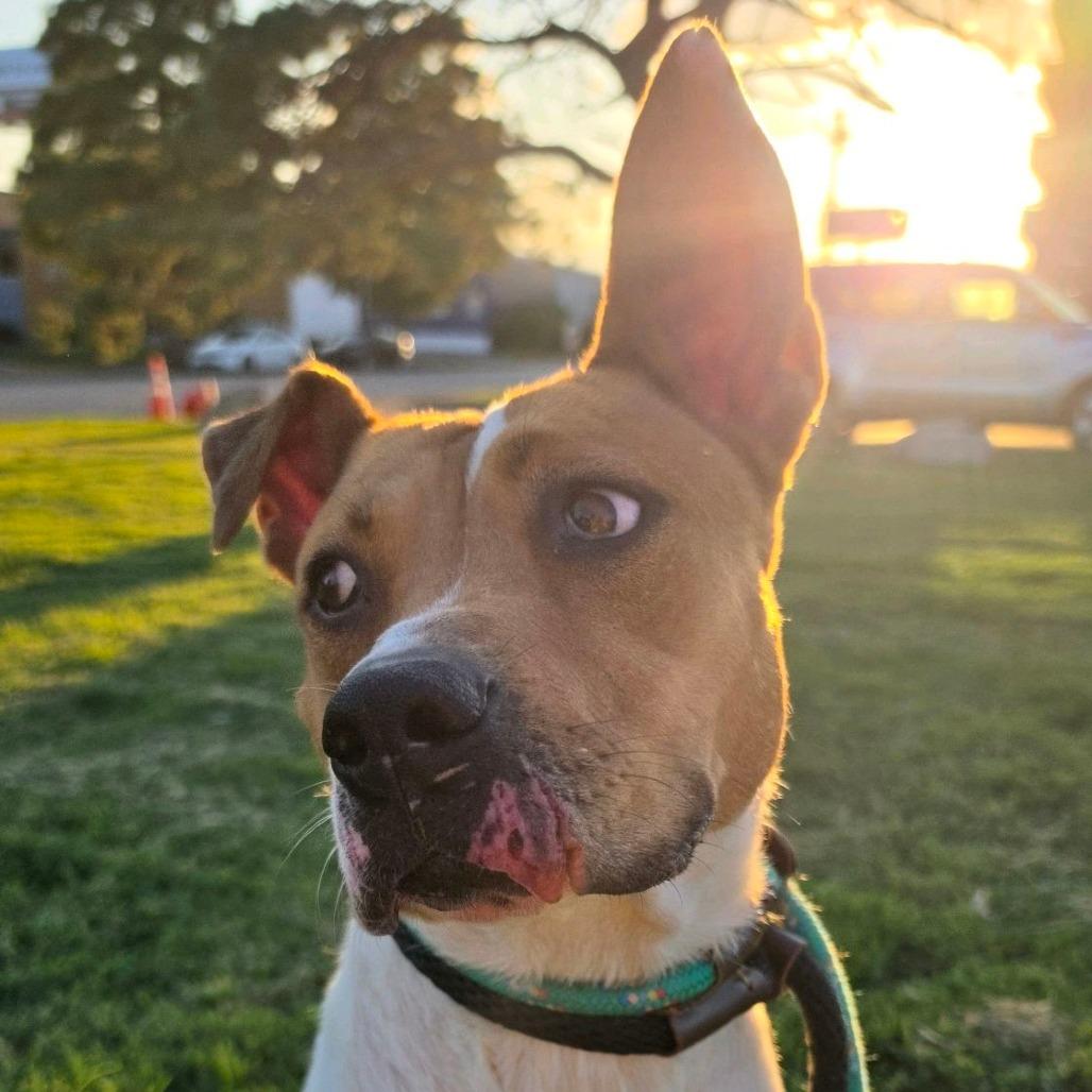 Enlarge Dot Warner, a Adoptable mixed breed in St. Louis, MO image 2/6