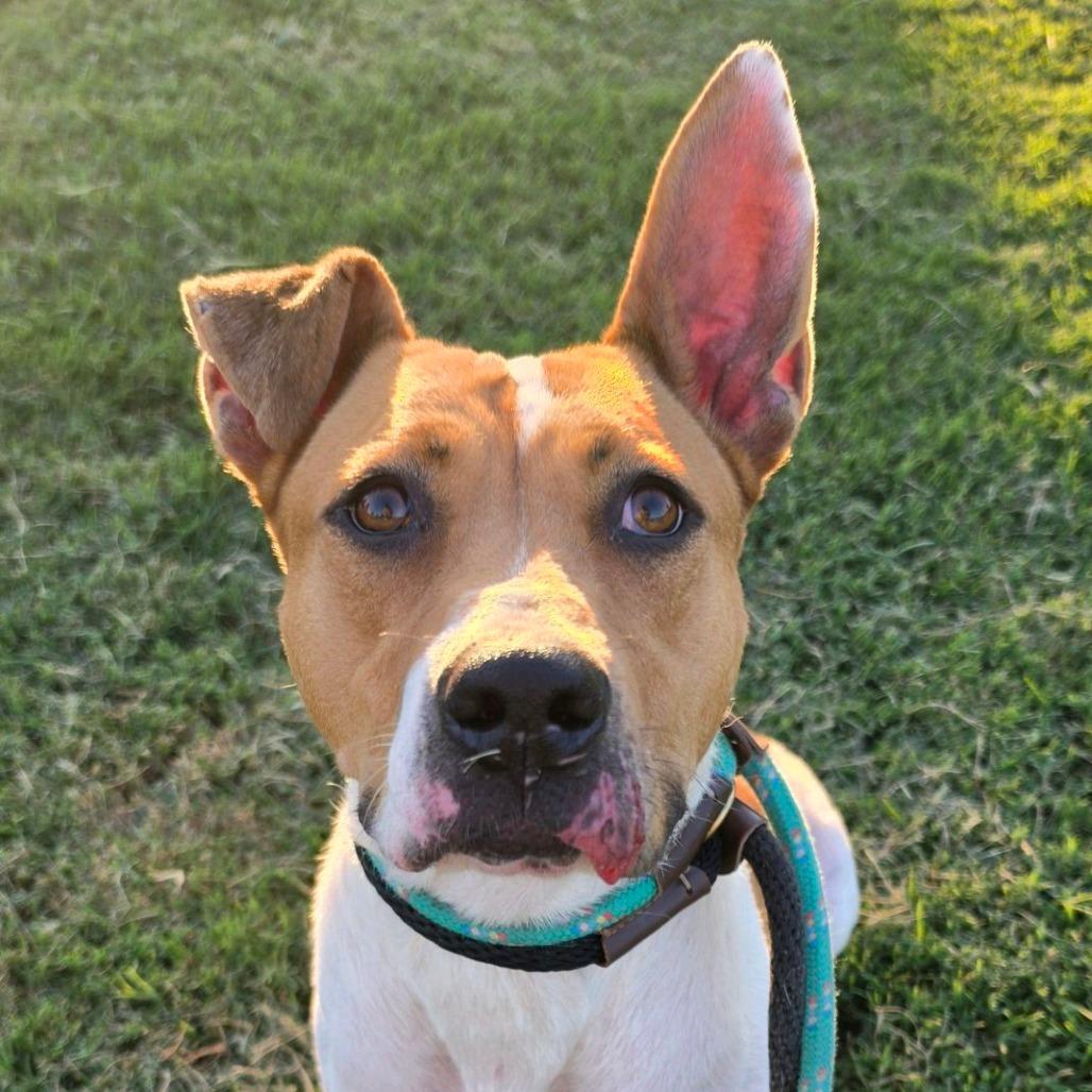 Enlarge Dot Warner, a Adoptable mixed breed in St. Louis, MO image 3/6