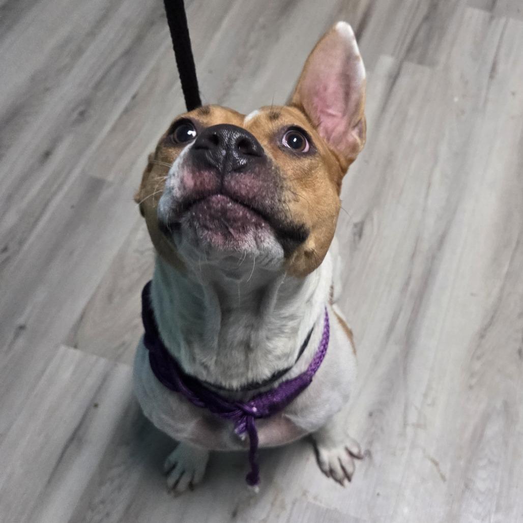 Enlarge Dot Warner, a Adoptable mixed breed in St. Louis, MO image 4/6