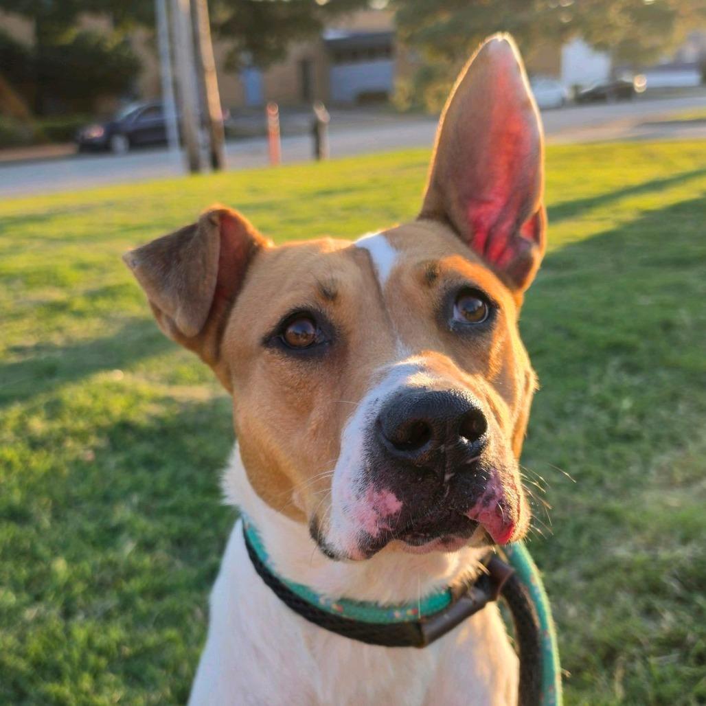 Enlarge Dot Warner, a Adoptable mixed breed in St. Louis, MO image 5/6