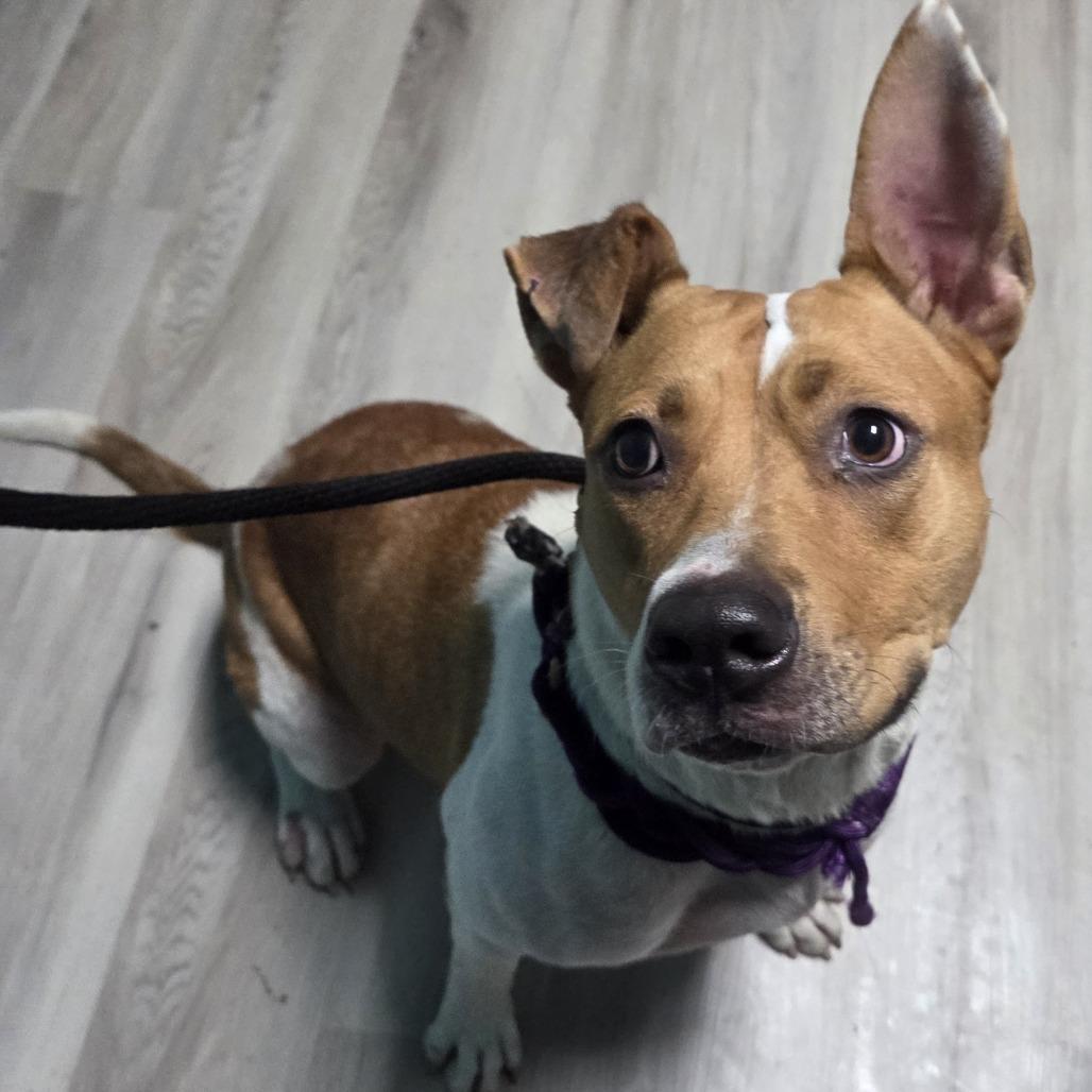Enlarge Dot Warner, a Adoptable mixed breed in St. Louis, MO image 6/6