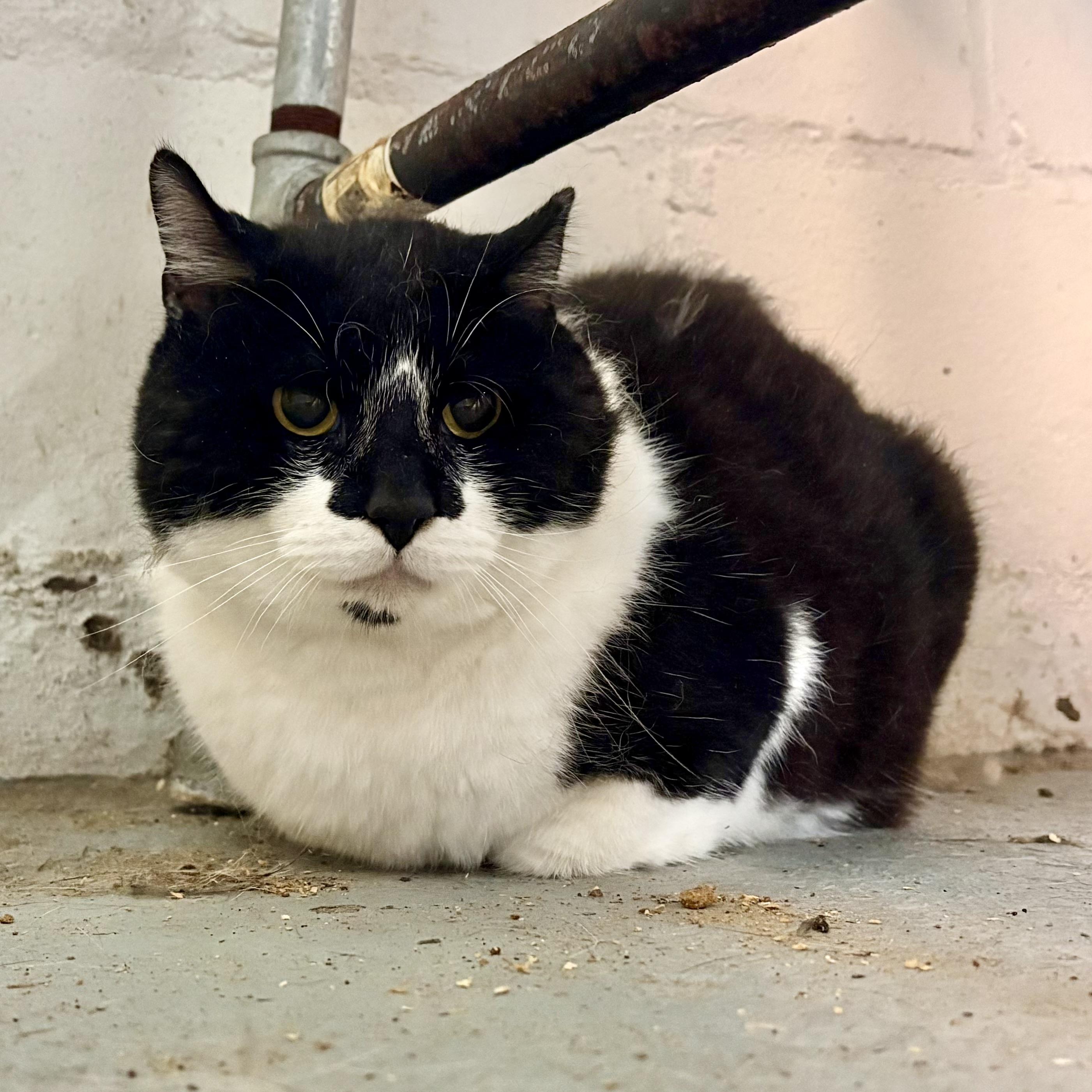 Domino, Adoptable, Adult Male Domestic Short Hair.