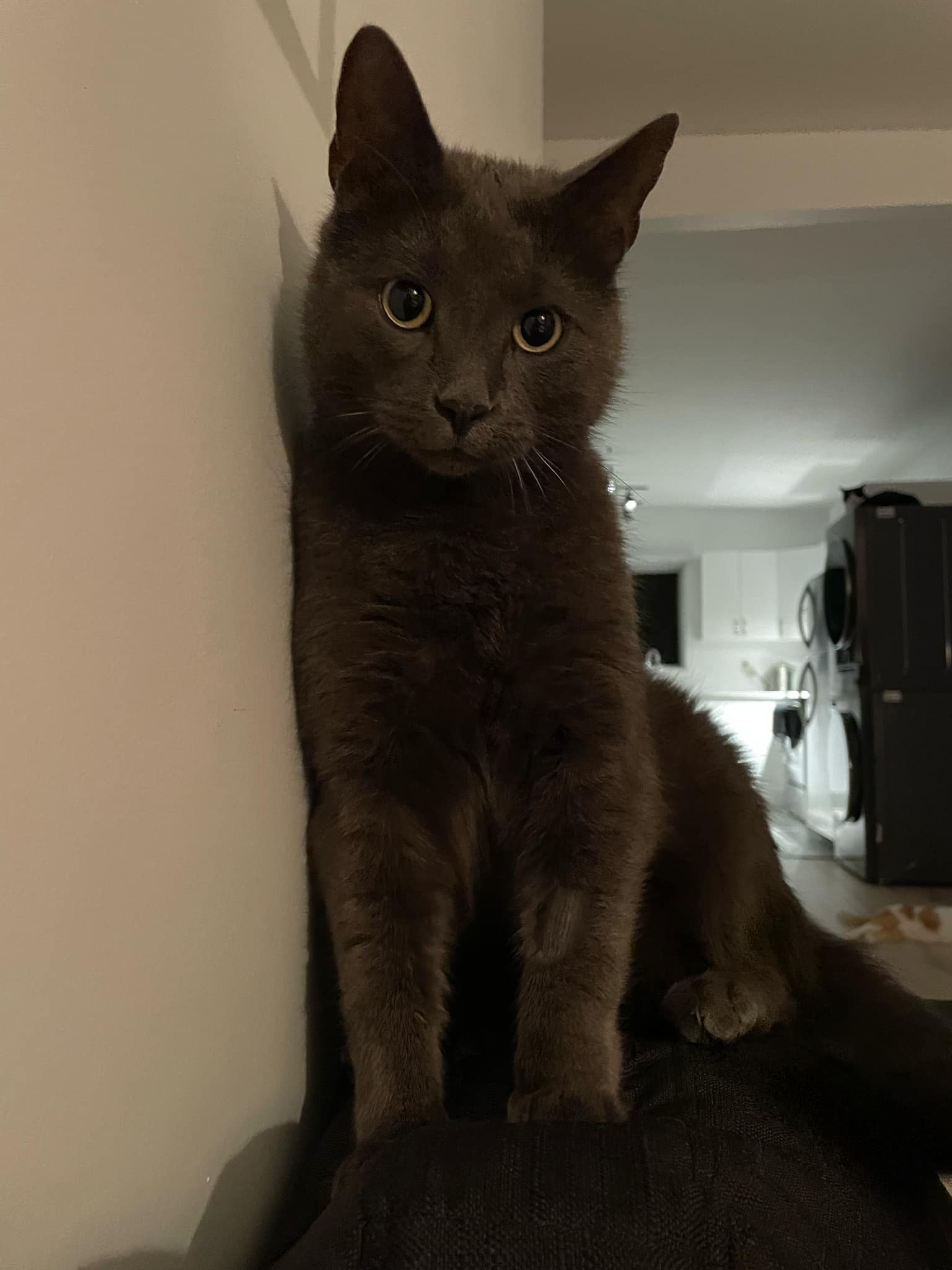 Marthy, Adopted, Adult Male Domestic Short Hair.