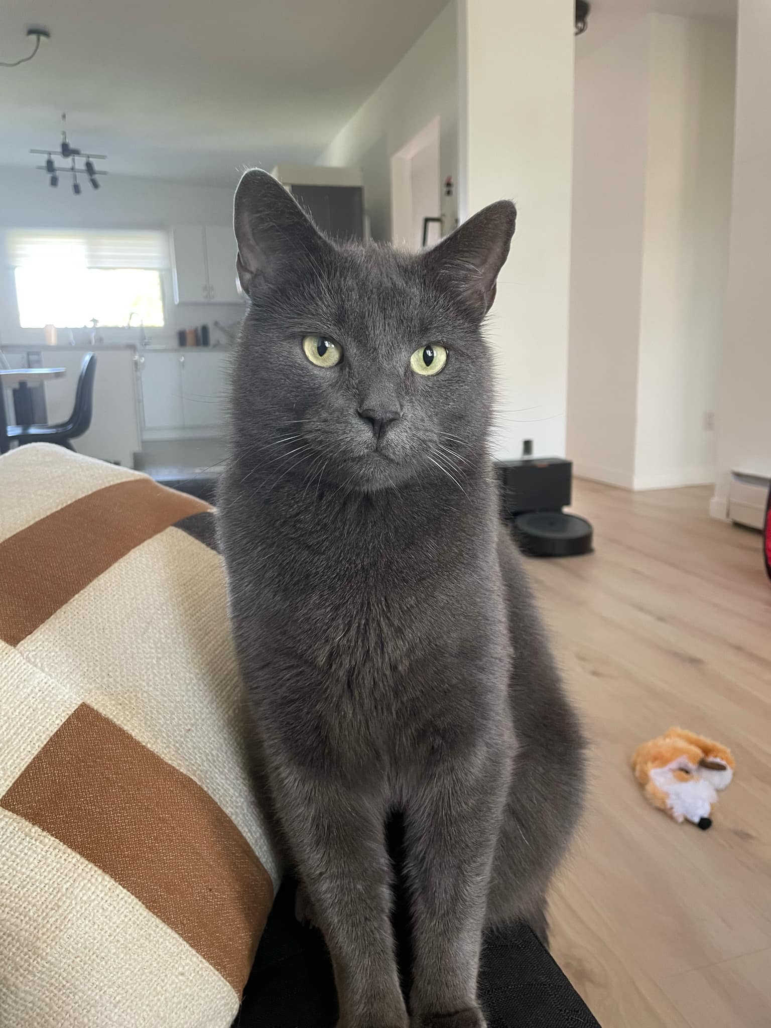 Enlarge Marthy, a Adopted Domestic Short Hair in Beloeil, QC image 4/4