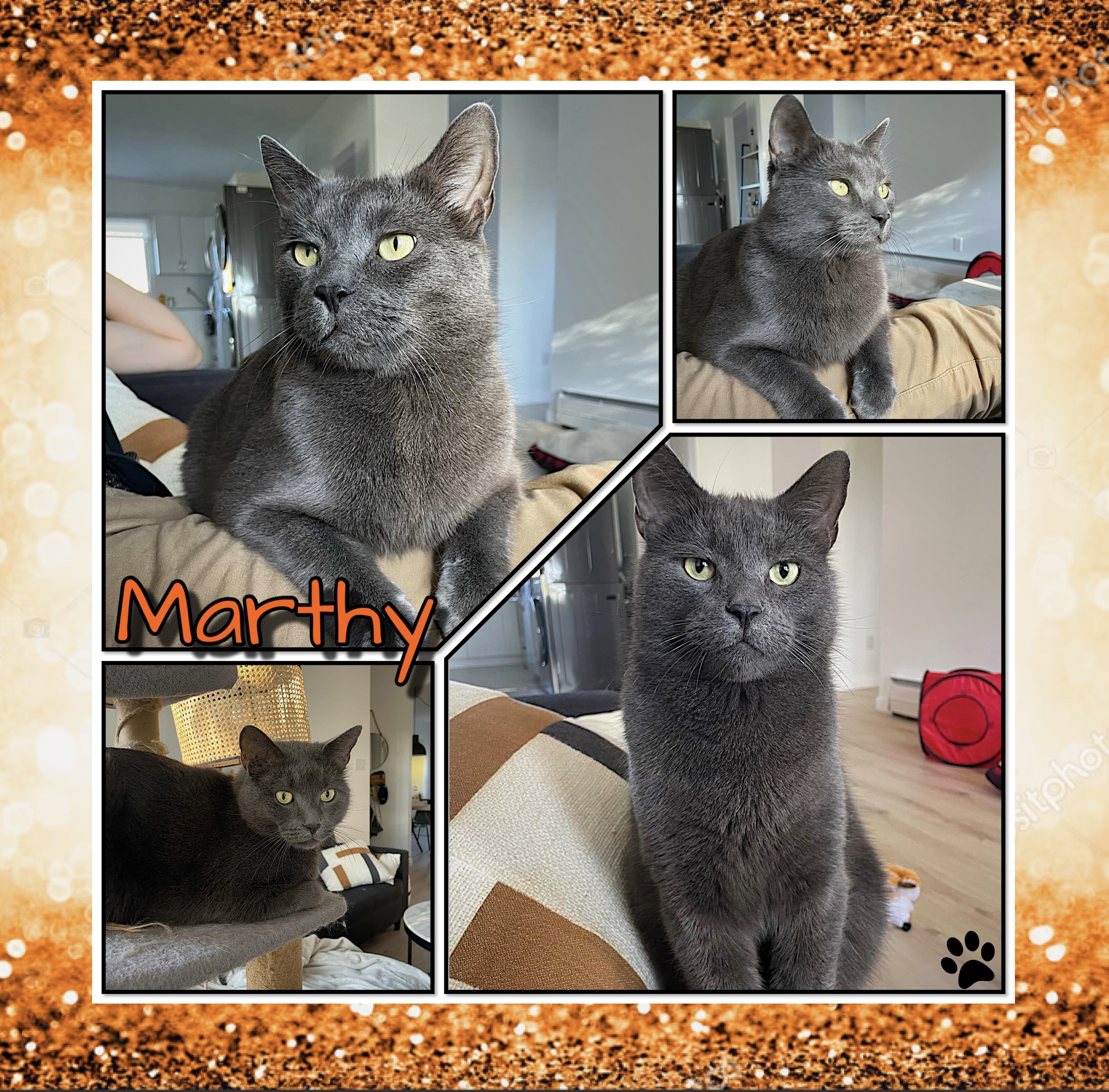 Enlarge Marthy, a Adopted Domestic Short Hair in Beloeil, QC image 1/4