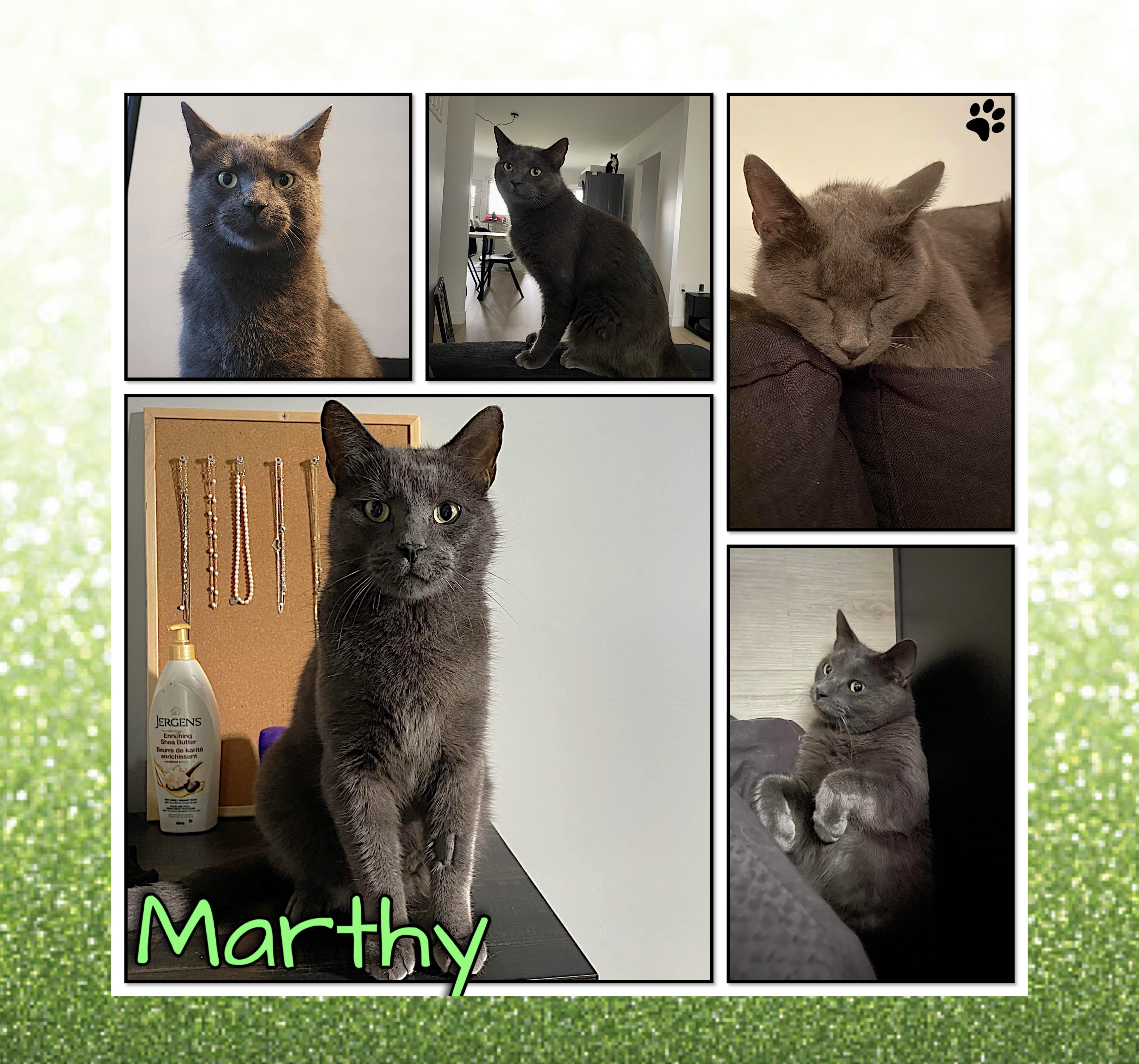 Enlarge Marthy, a Adopted Domestic Short Hair in Beloeil, QC image 2/4