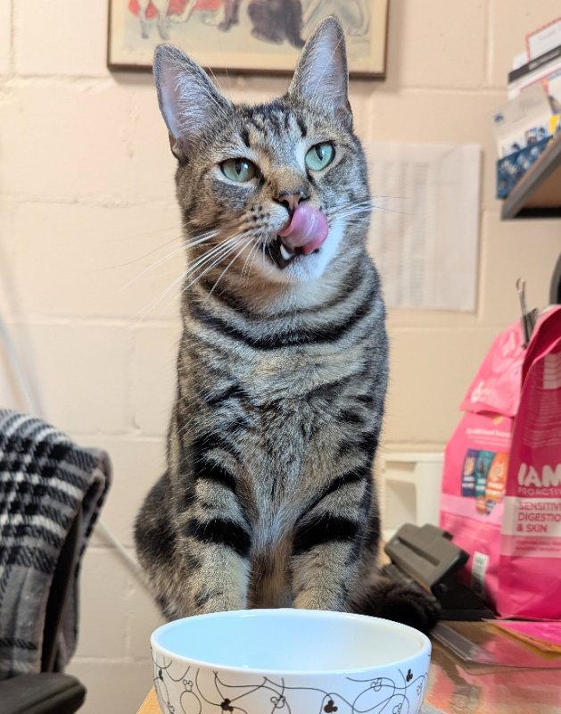 Trent, Adoptable, Adult Male Tabby & Domestic Short Hair.
