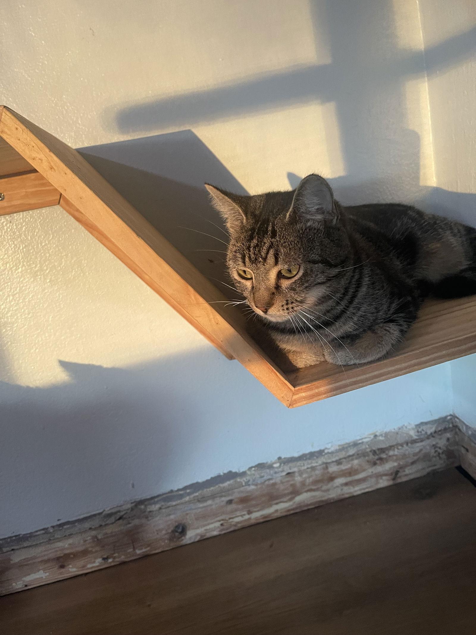 Trent, Adoptable, Adult Male Tabby & Domestic Short Hair.