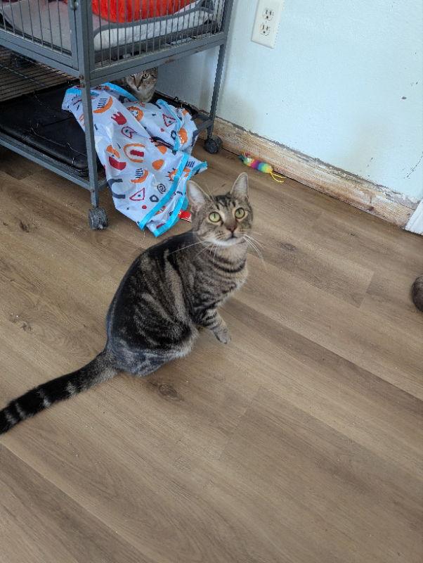 Trent, Adoptable, Adult Male Tabby & Domestic Short Hair.