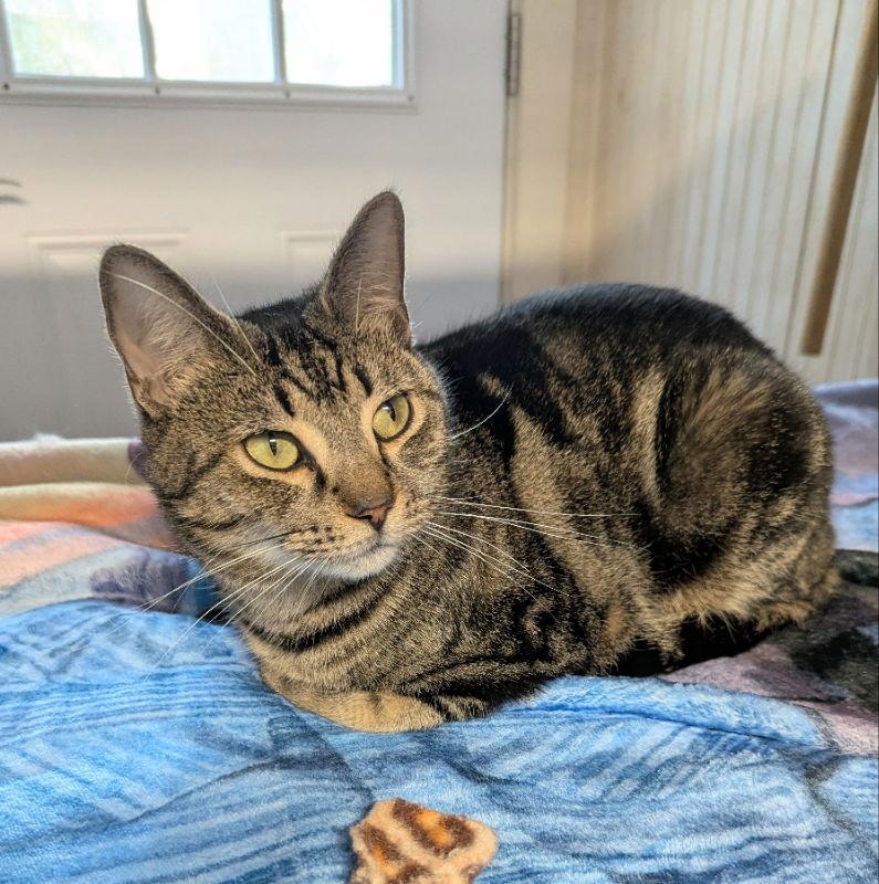 Enlarge Trent, a Adoptable mixed breed in Ocala, FL image 3/3