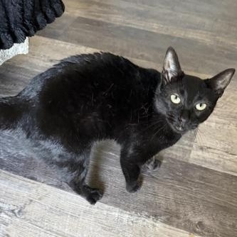 Enlarge Lilly, a Adoptable mixed breed in Niagara Falls, NY image 5/6