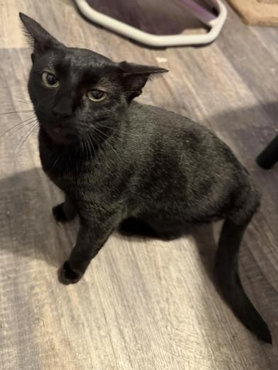 Lilly, Adoptable, Young Female Domestic Short Hair & Bombay.