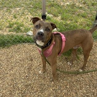 Frederico, a ADOPTABLE mixed breed in Worcester, MA image 1/3
