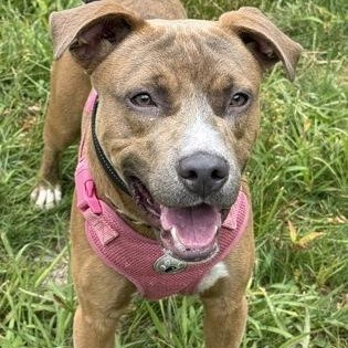 Federico, an adoptable Pit Bull Terrier mix at Worcester Animal Rescue League