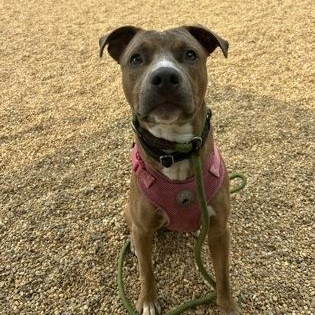 Frederico, a ADOPTABLE mixed breed in Worcester, MA image 2/3