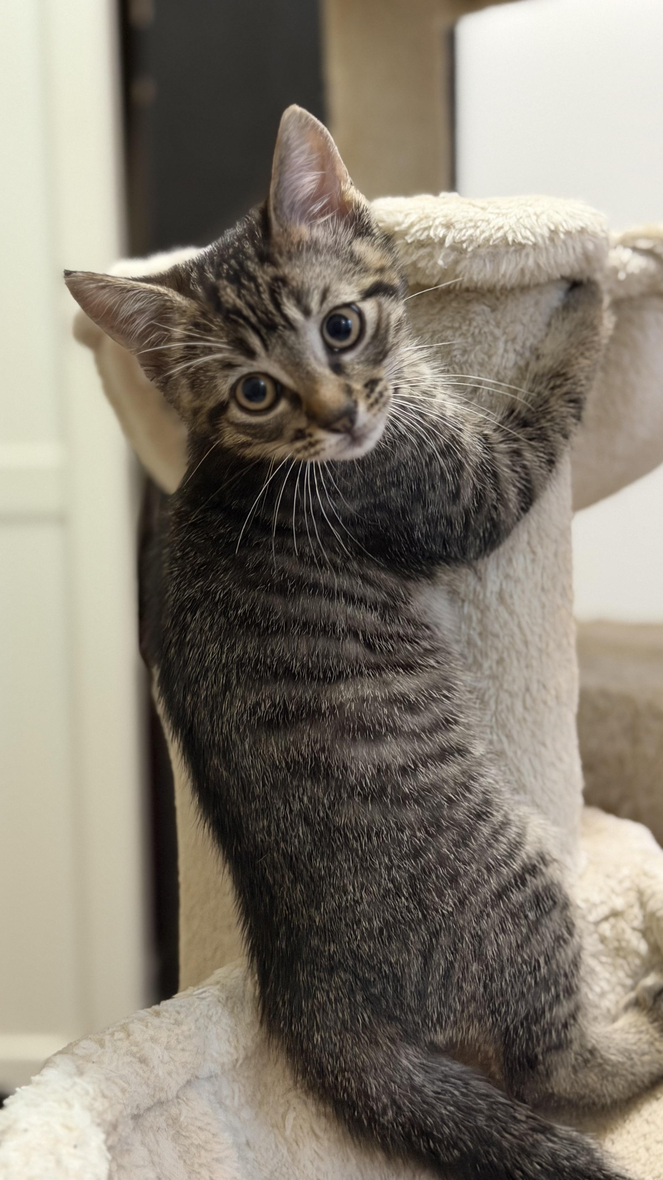 Timber, an adopted mixed breed in Parker, TX image 1/6
