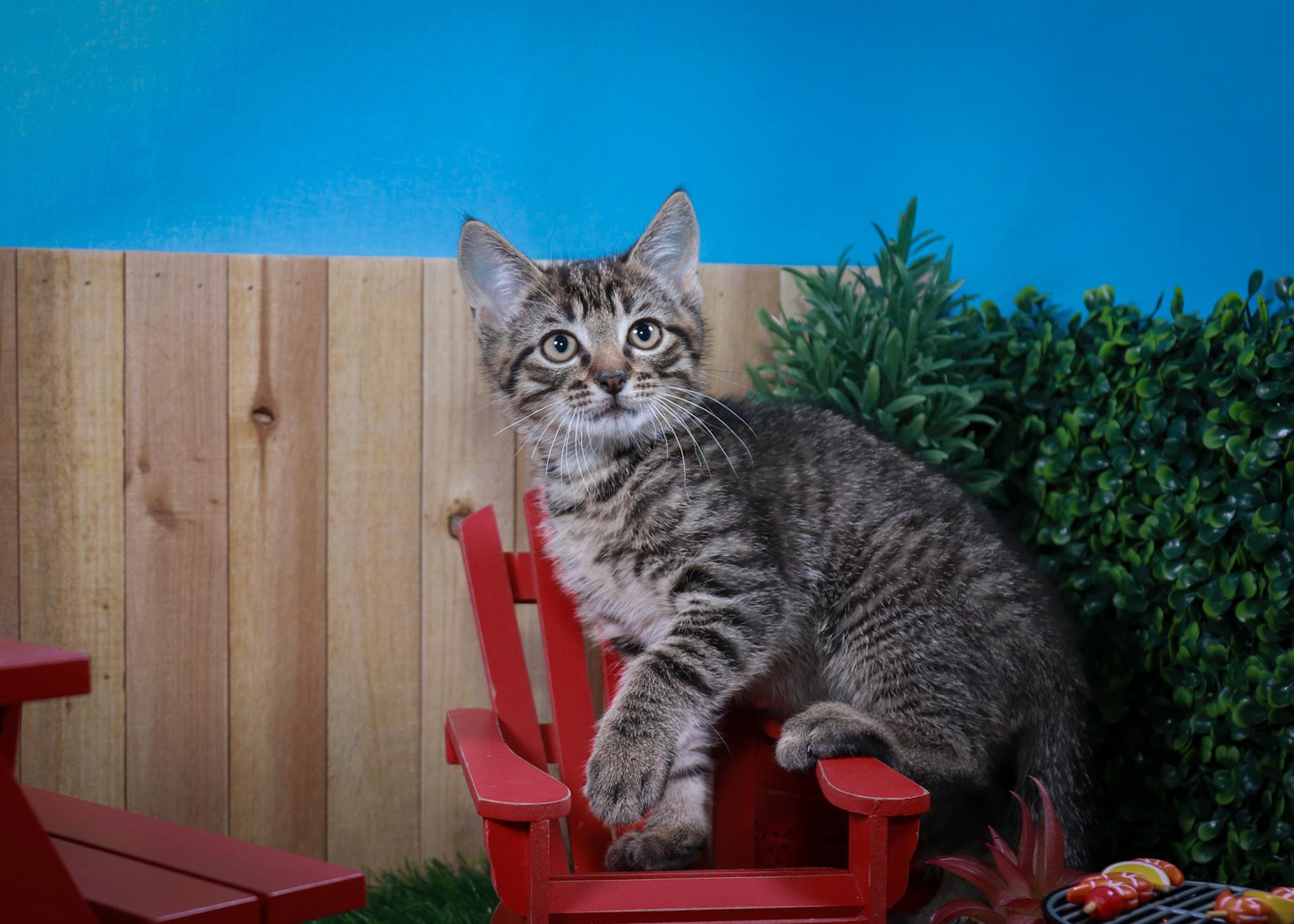 Timber, an adopted mixed breed in Parker, TX image 5/6