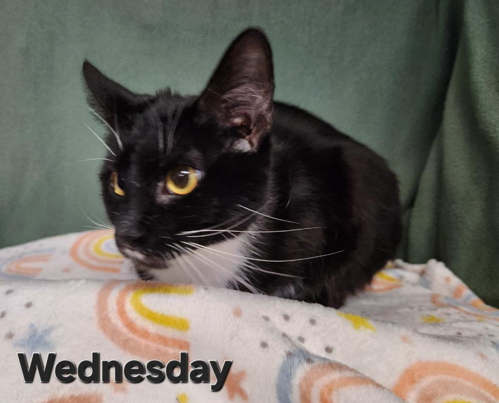 Wednesday, Adoptable, Adult Female Domestic Short Hair.