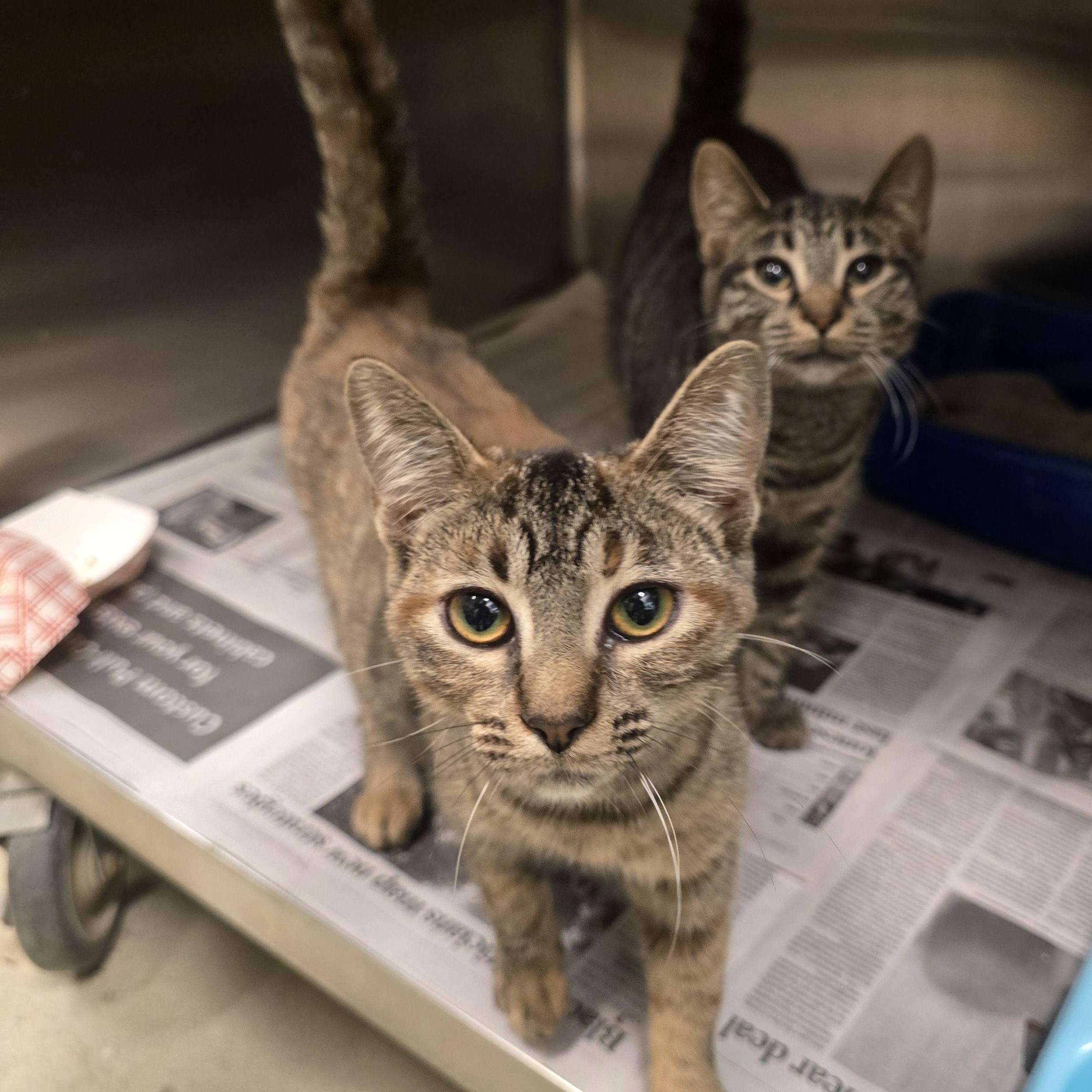 Enlarge Vivian, a Adoptable Domestic Short Hair in Cicero, IL image 1/1