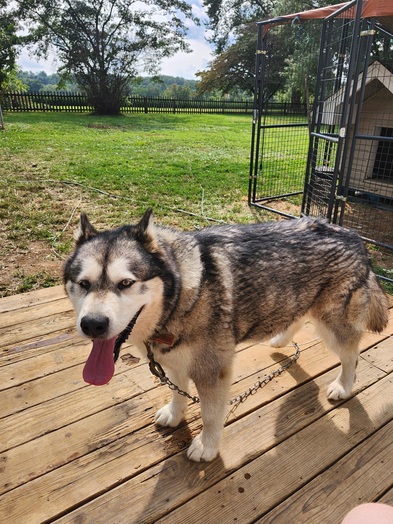 Enlarge Rola, a Adoptable Alaskan Malamute in Lehigh Valley, PA image 1/3