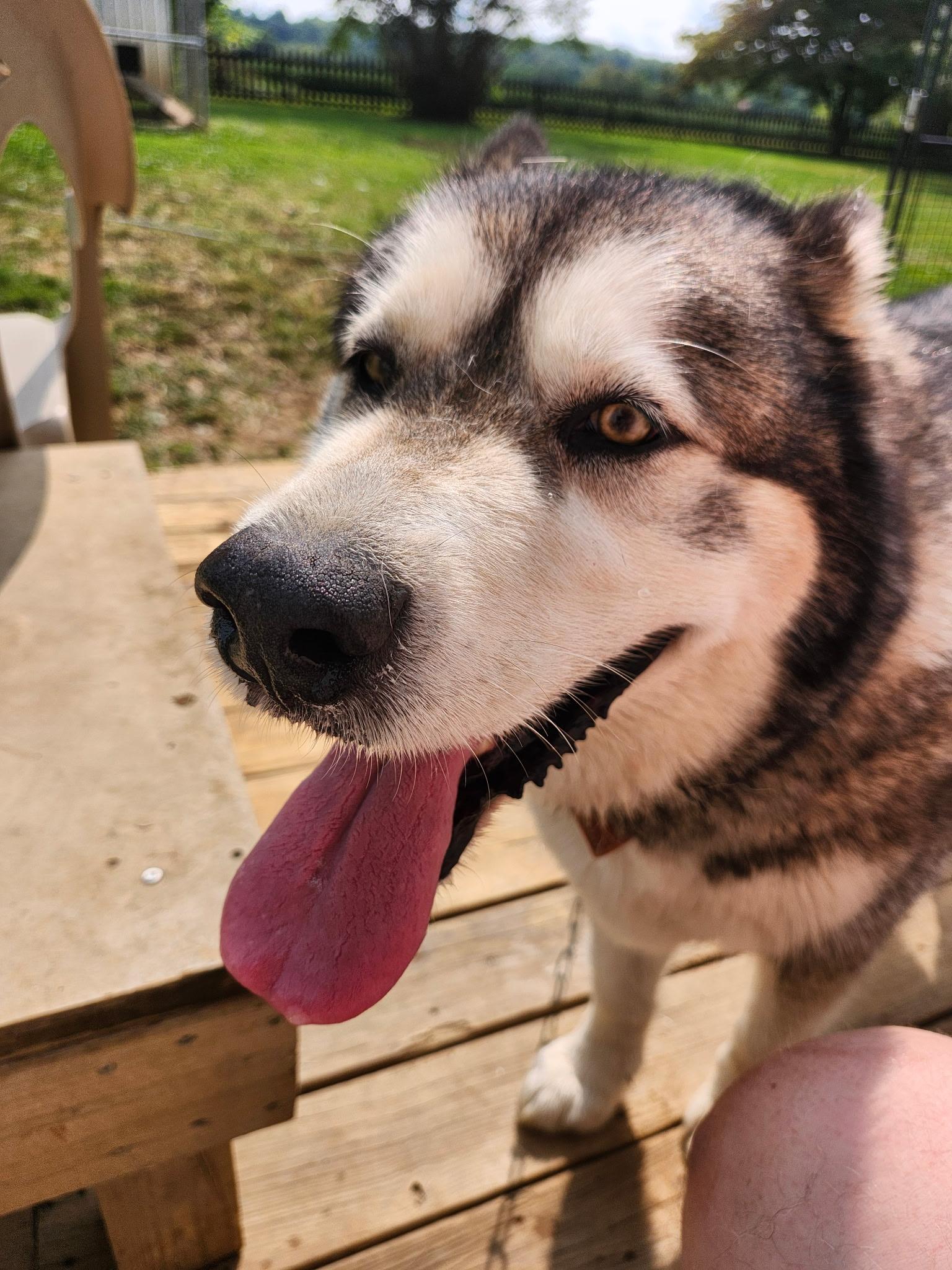 Enlarge Rola, a Adoptable Alaskan Malamute in Lehigh Valley, PA image 3/3