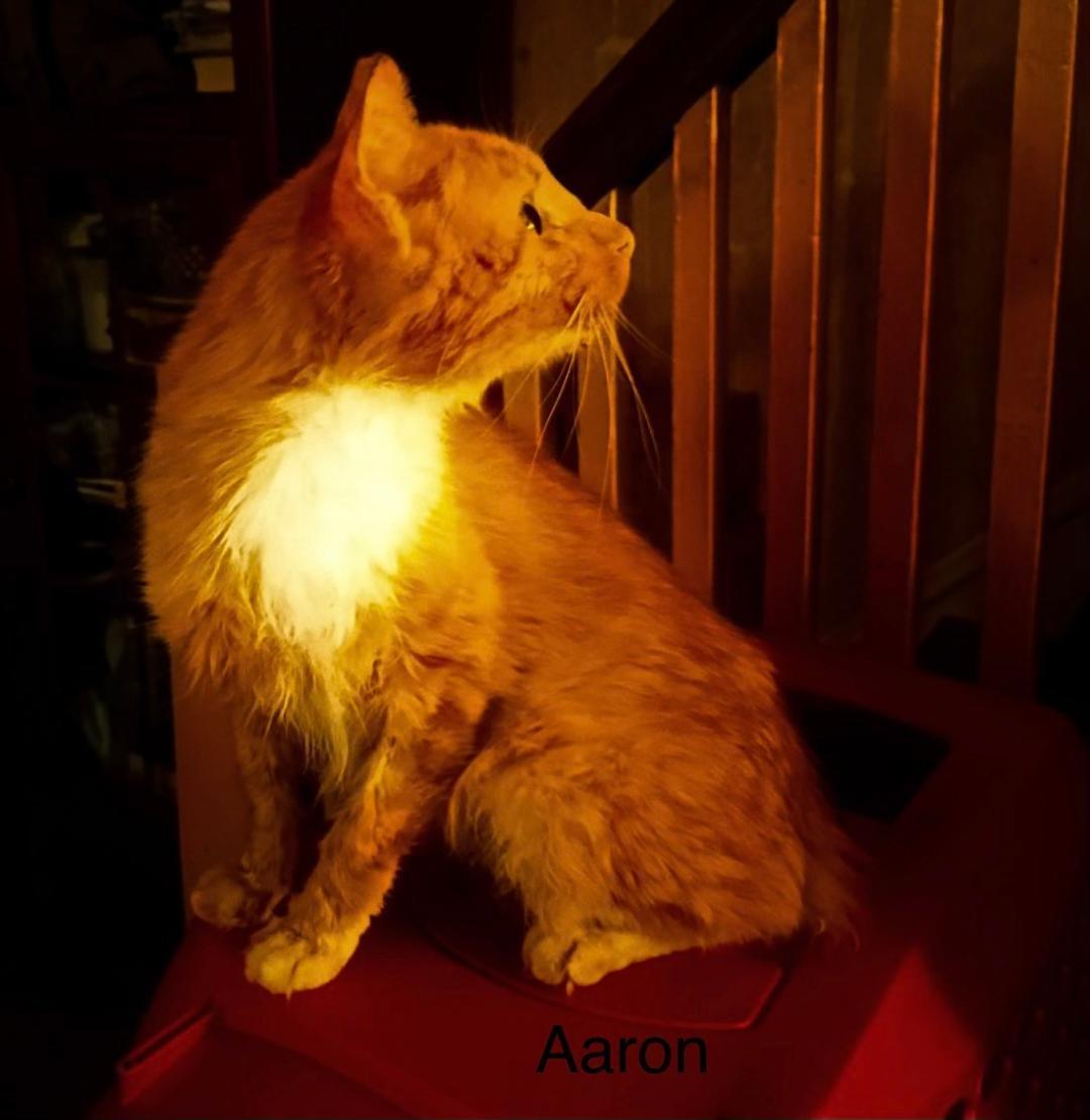 Enlarge Aaron, a Adoptable American Shorthair in Yardley, PA image 1/2
