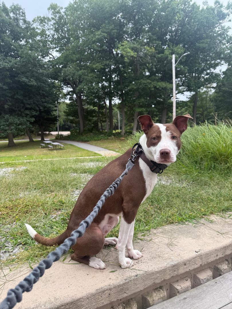 Enlarge Yoshi, a Adoptable mixed breed in Braintree, MA image 3/3