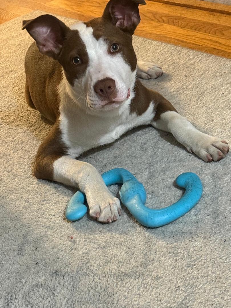 Enlarge Yoshi, a Adoptable mixed breed in Braintree, MA image 1/3