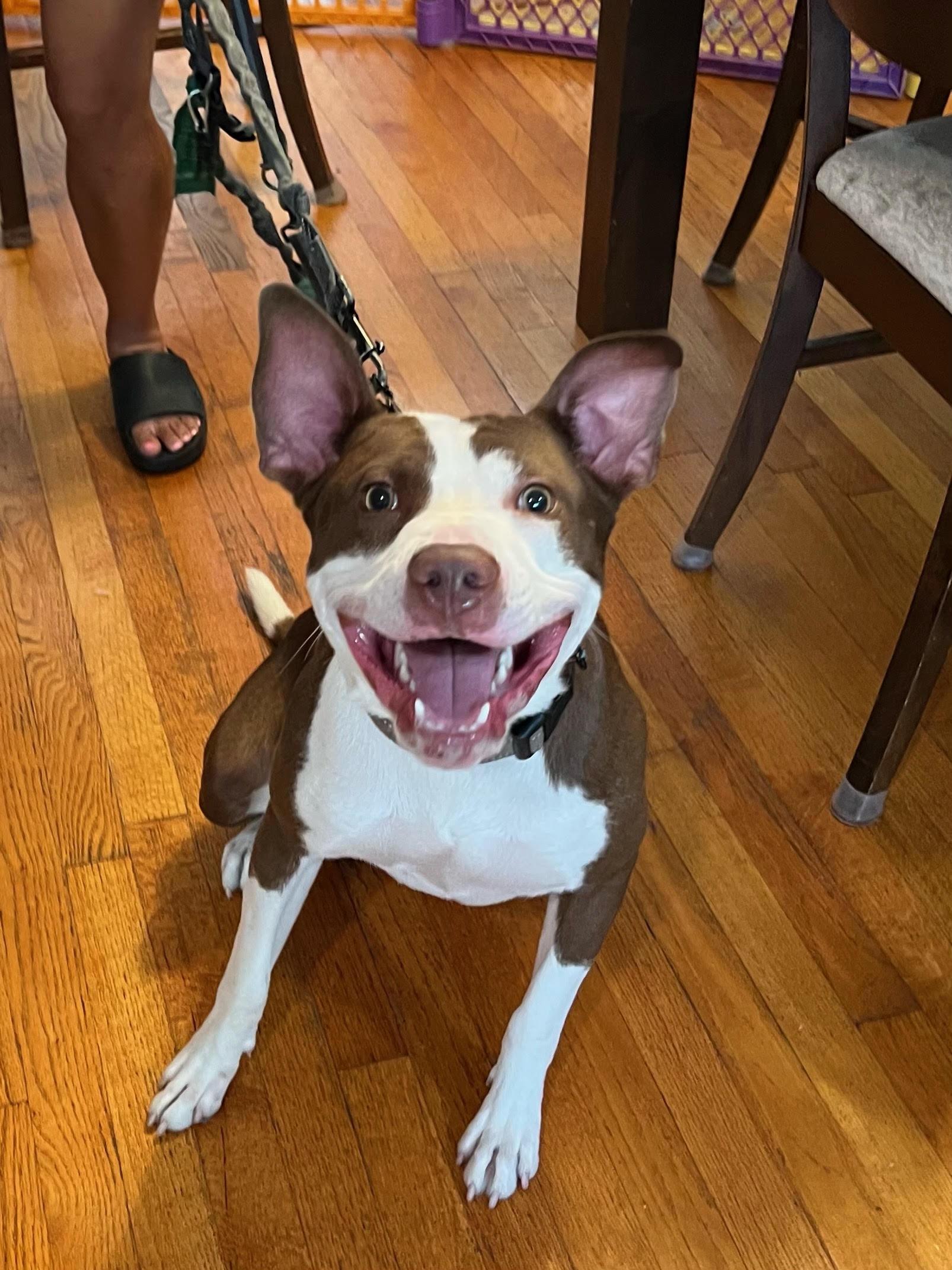 Enlarge Yoshi, a Adoptable mixed breed in Braintree, MA image 2/3