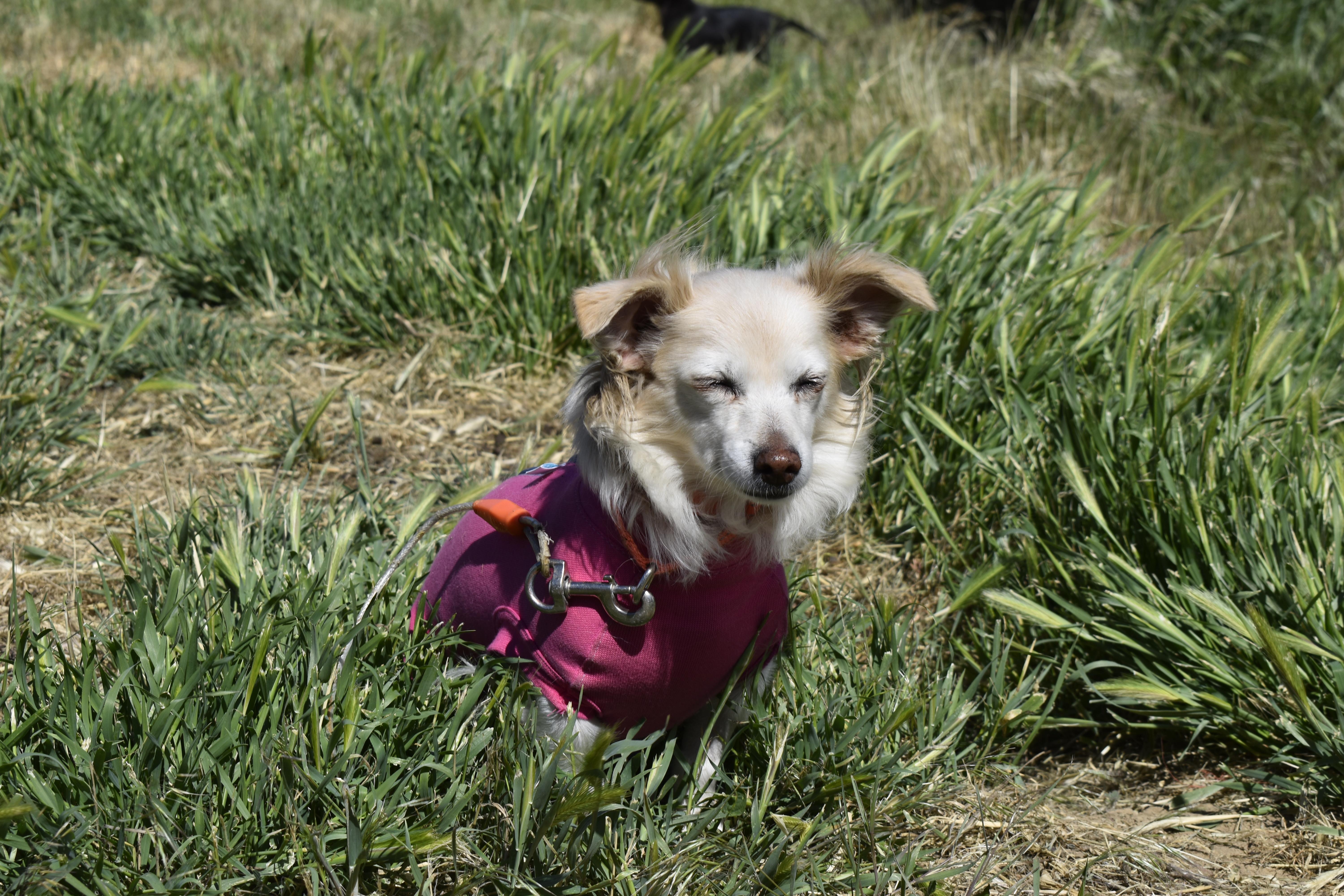 Grace, a ADOPTABLE Chihuahua in Union Gap, WA image 2/4