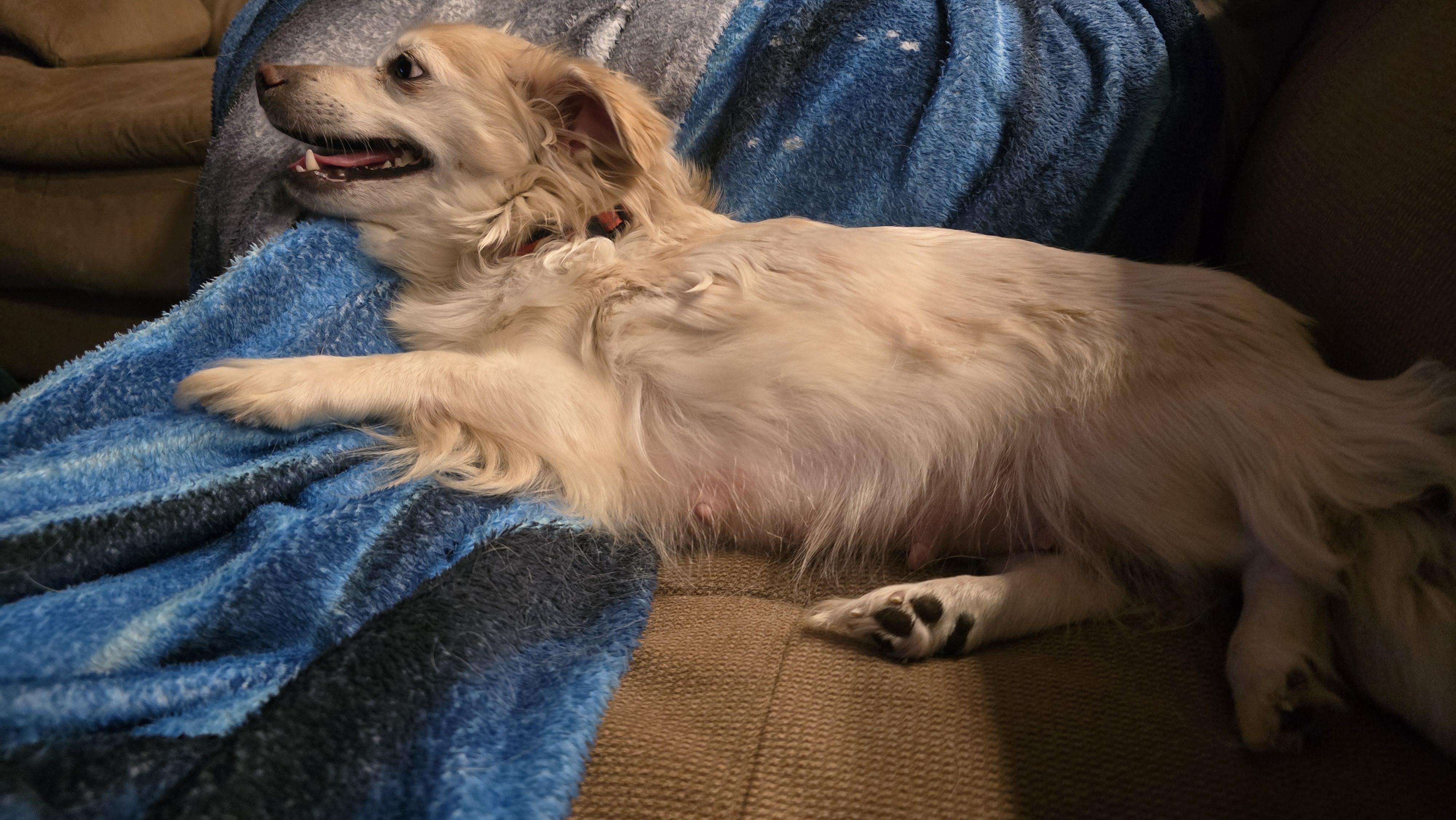 Grace, a ADOPTABLE Chihuahua in Union Gap, WA image 3/4