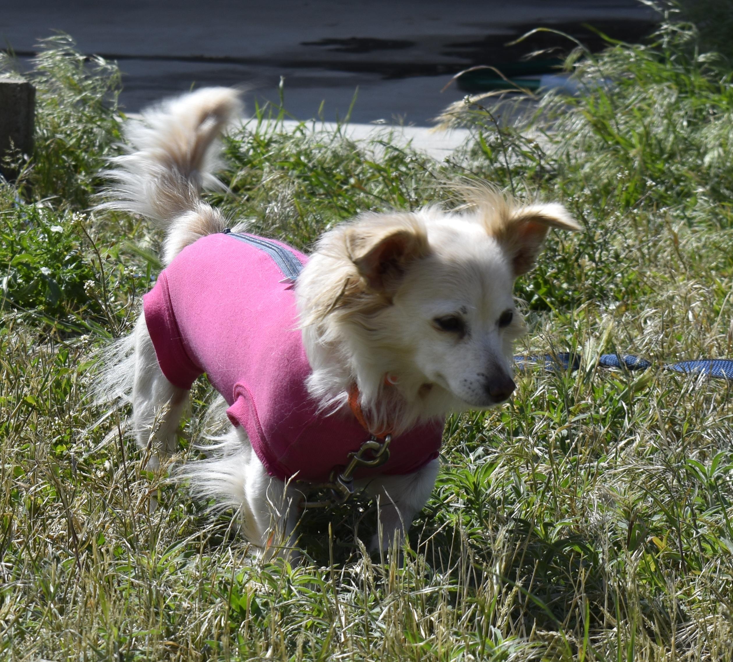 Grace, ADOPTABLE, Adult Female Chihuahua.
